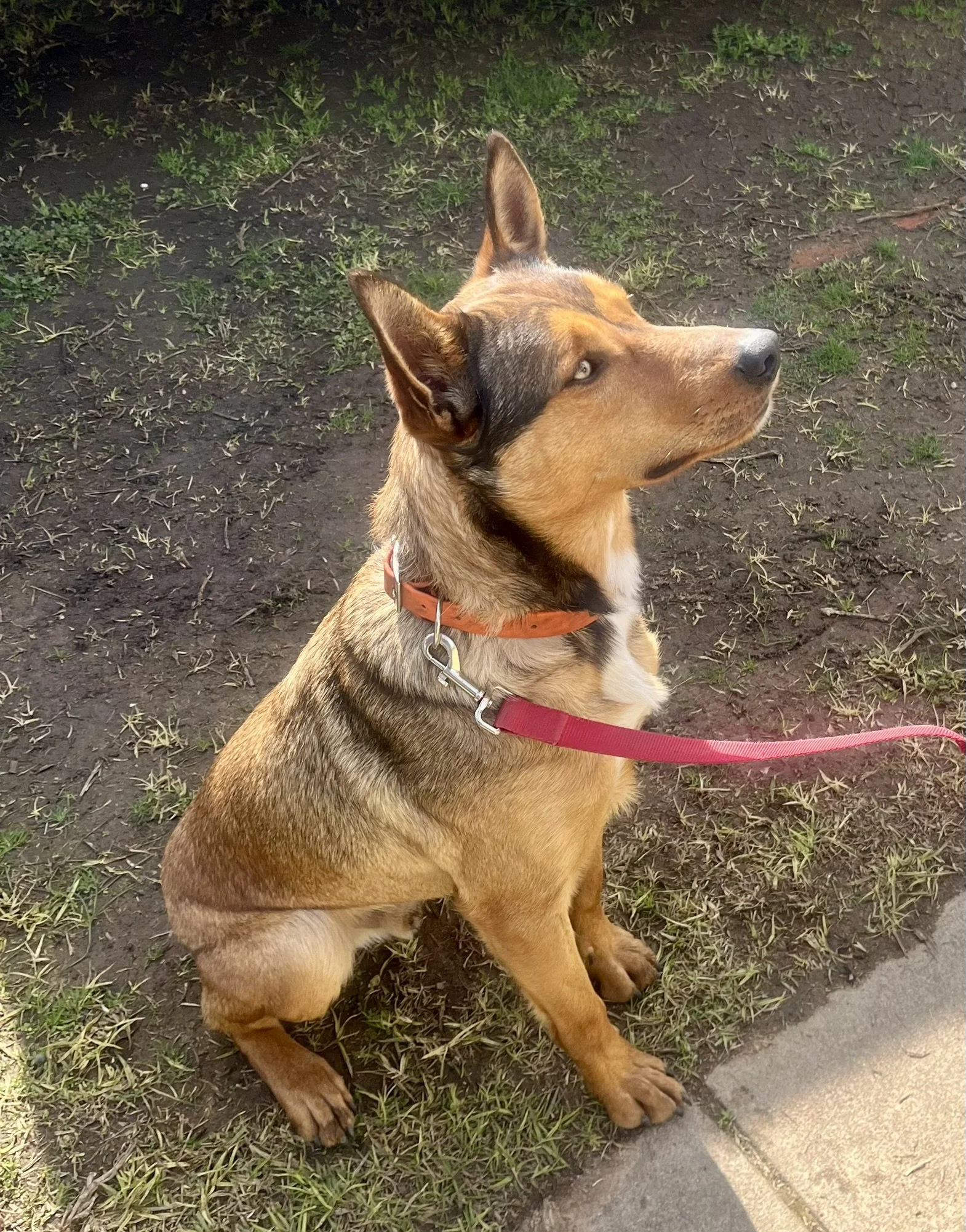A young dog with tan fur, black markings around the eyes, sitting on grass and dirt next to a concrete sidewalk, wearing an orange collar and a red leash.