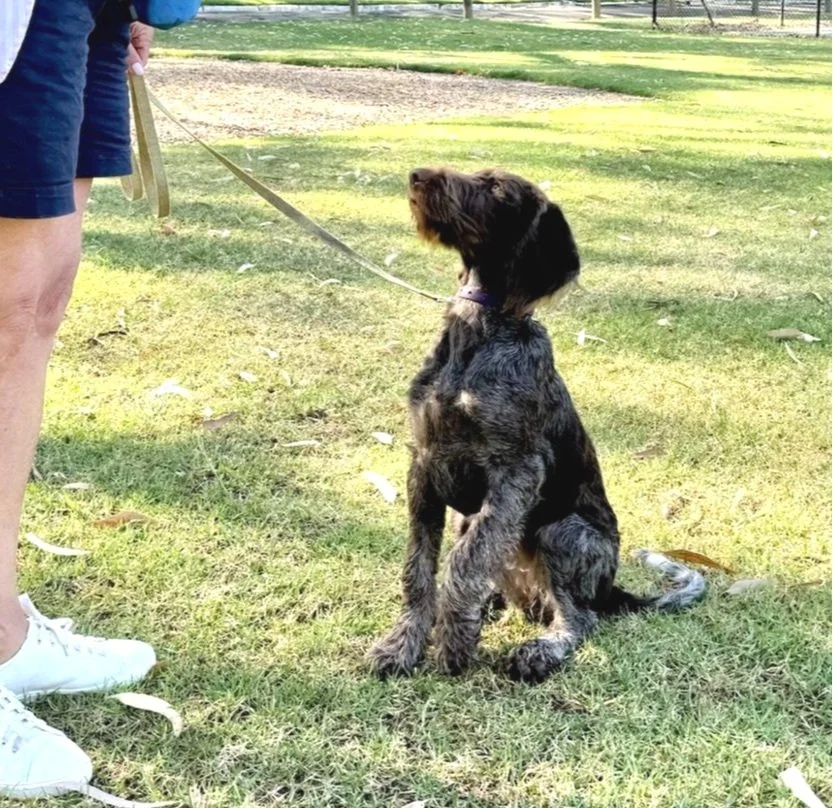 German wirehaired pointer puppy sitting