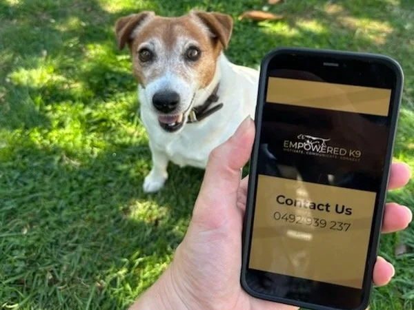 A small brown and white dog sitting on grass, looking at the camera, while a person holds a smartphone displaying a contact information screen for Empowered K9.