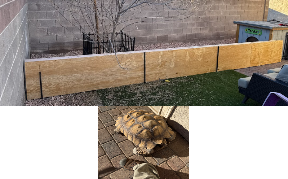 A backyard with a new wooden fence, a small tree, a storage shed, and outdoor furniture. A turtle is crawling on the brick patio in the foreground.