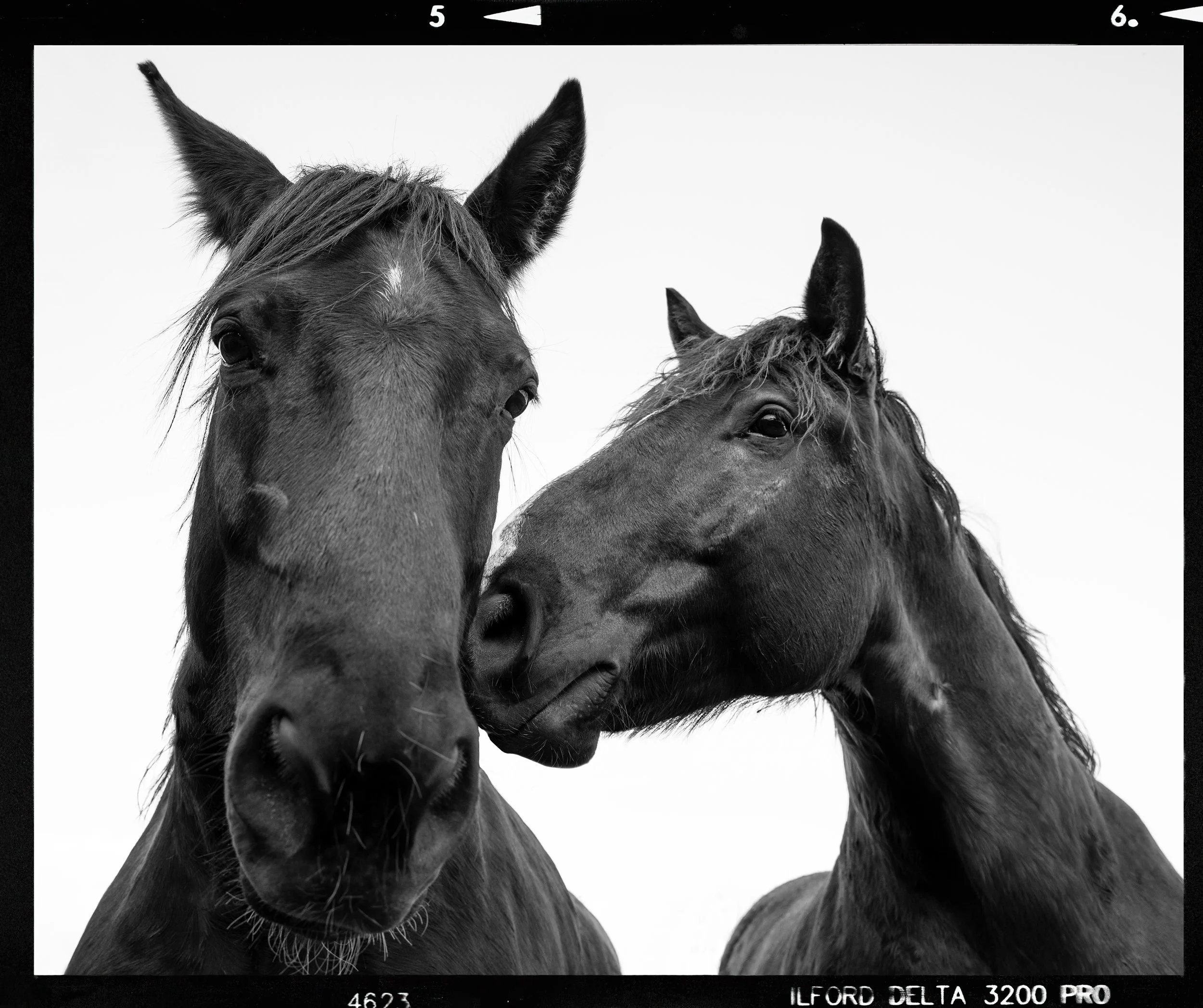HORSES_FILM_WEB.jpg