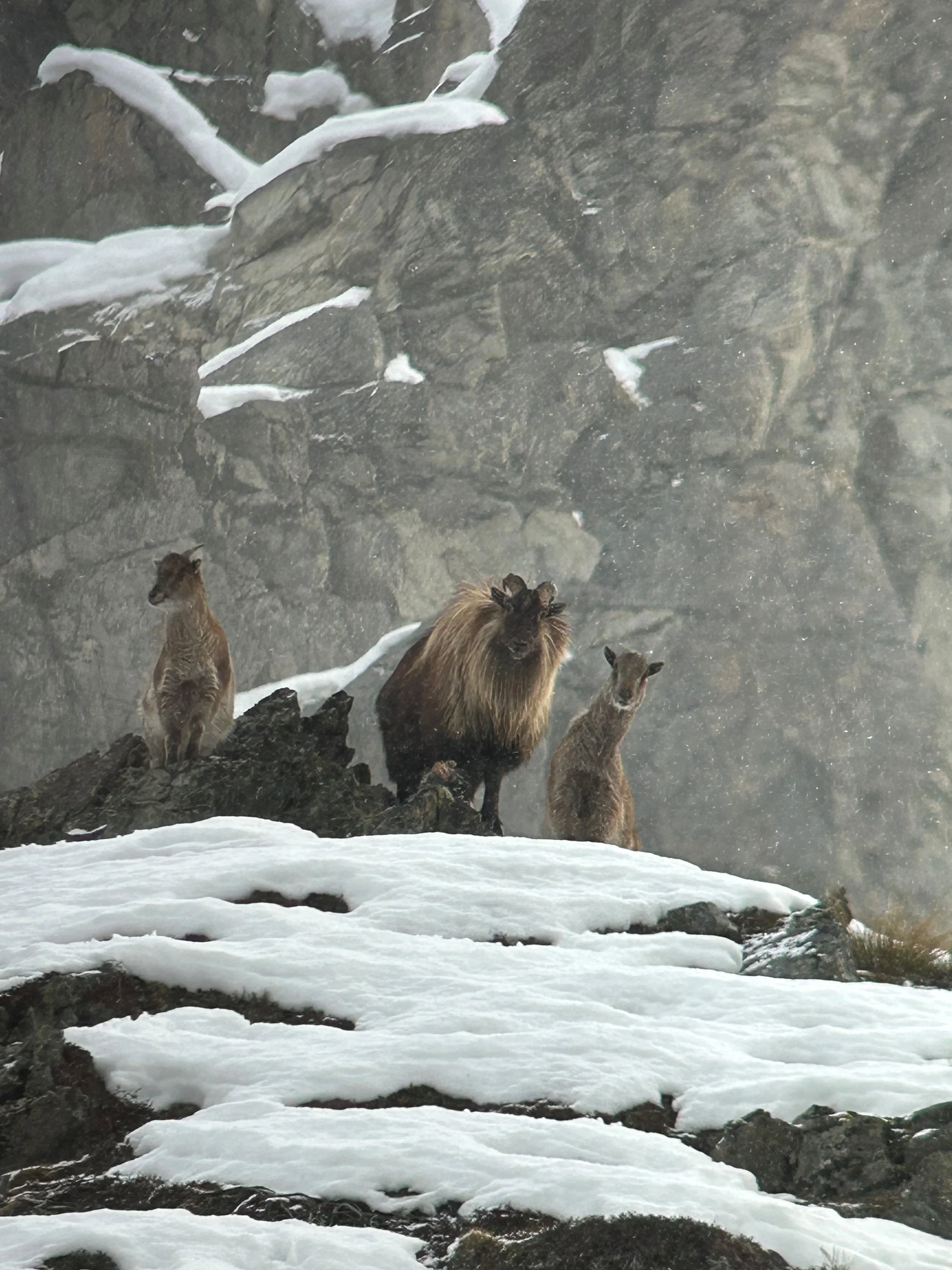 A mountain goat, a bearded ibex, and two ibexes standing on snowy rocky terrain near a cliff with snow-covered rocks and fog in the background.