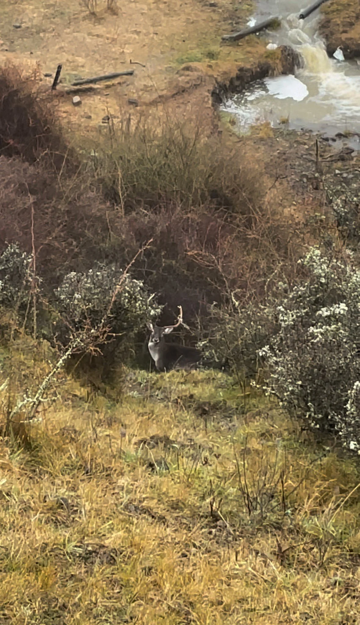 Deer standing in grass near bushes and a stream.