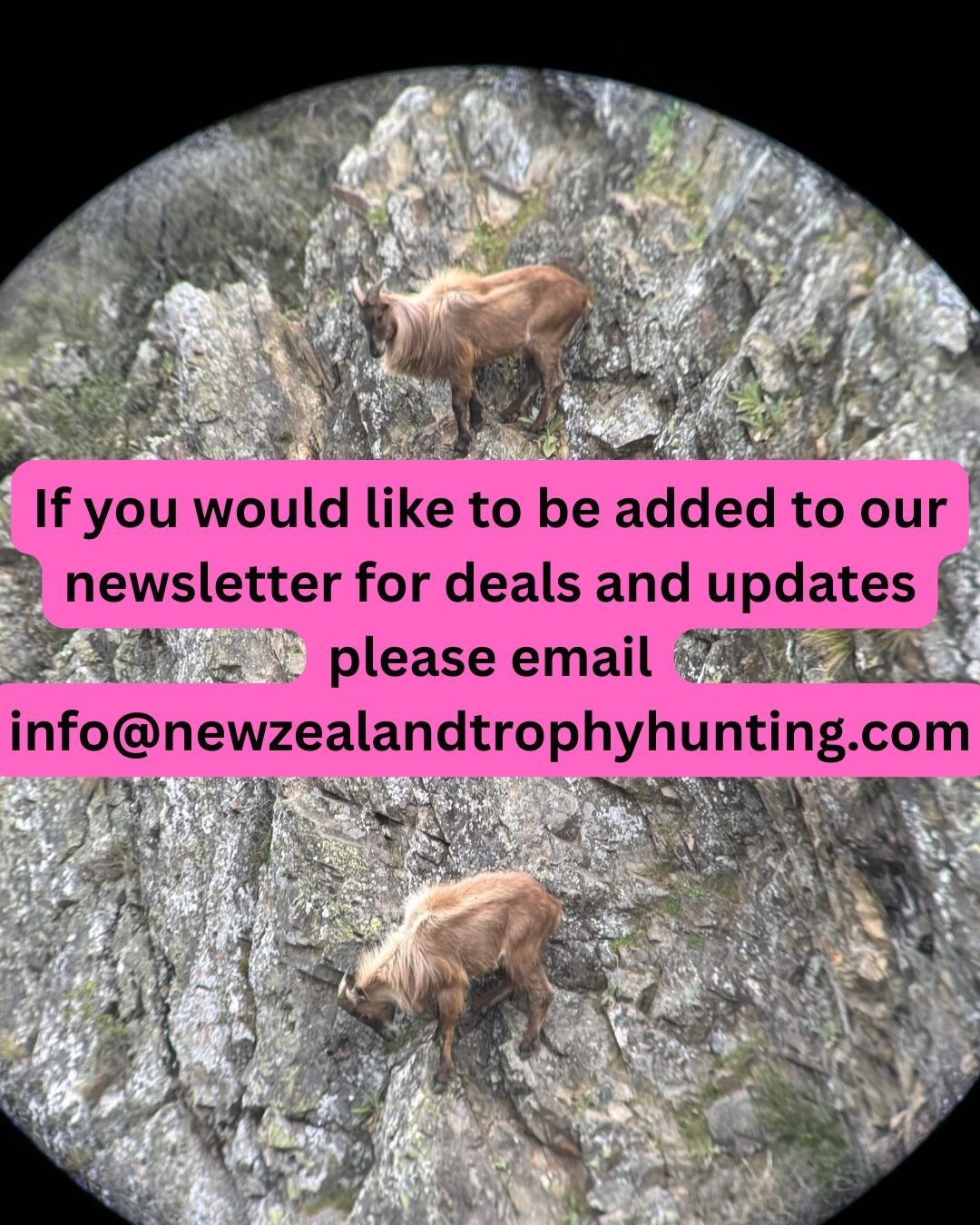 If you would like to be added to our newsletter for deals and updates please get in contact.

Call: +64 21 221 6048 Email: info@newzealandtrophyhunting.com
Website: www.newzealandtrophyhunting.com

With the team at New Zealand Trophy Hunting you can 