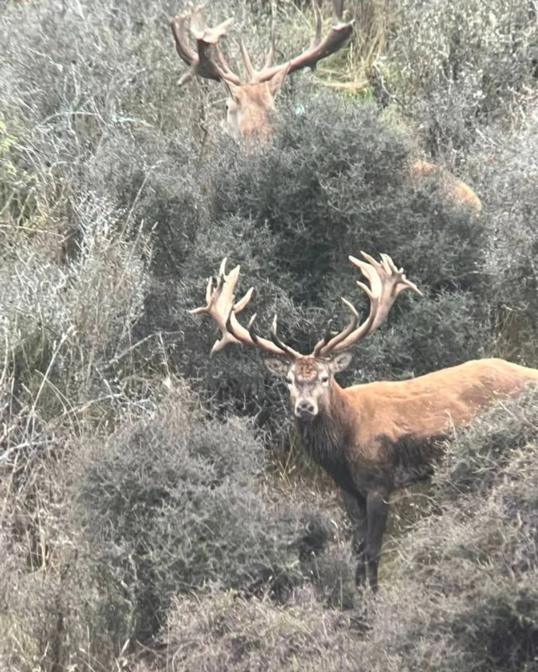 What is your dream animal to hunt in New Zealand? Get in touch with the team at New Zealand Trophy Hunting to make your dream a reality!
Call: +64212216048 Email: info@newzealandtrophyhunting.com
Website: www.newzealandtrophyhunting.com
 #SCI2025 #wi