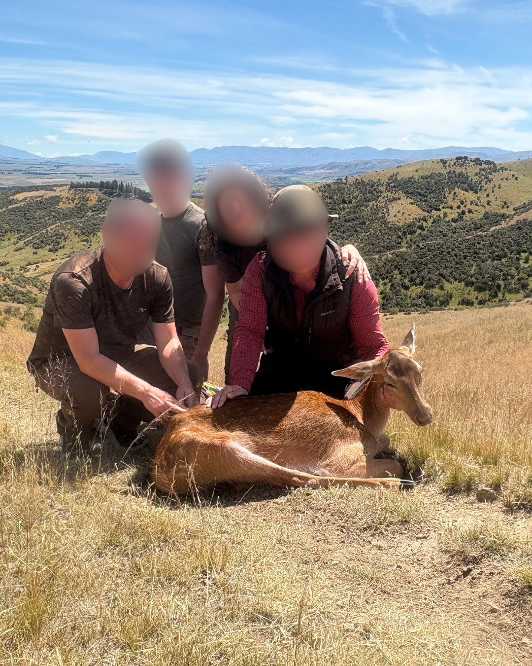 A couple of nice meat animals for the freezer and floor rugs - at NZTH all meat is used for human consumption and pet food we encourage everyone to try the meat they shoot and take it home with them if their country permits it. Venison = delicious 

