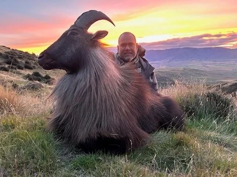 An incredible bull tahr with a beautiful sunset to match , congratulations! Safe travels back to South Africa, thanks for choosing to hunt with the team at New Zealand Trophy Hunting. 

The tahr rut is in full swing in our hunting area get in touch t