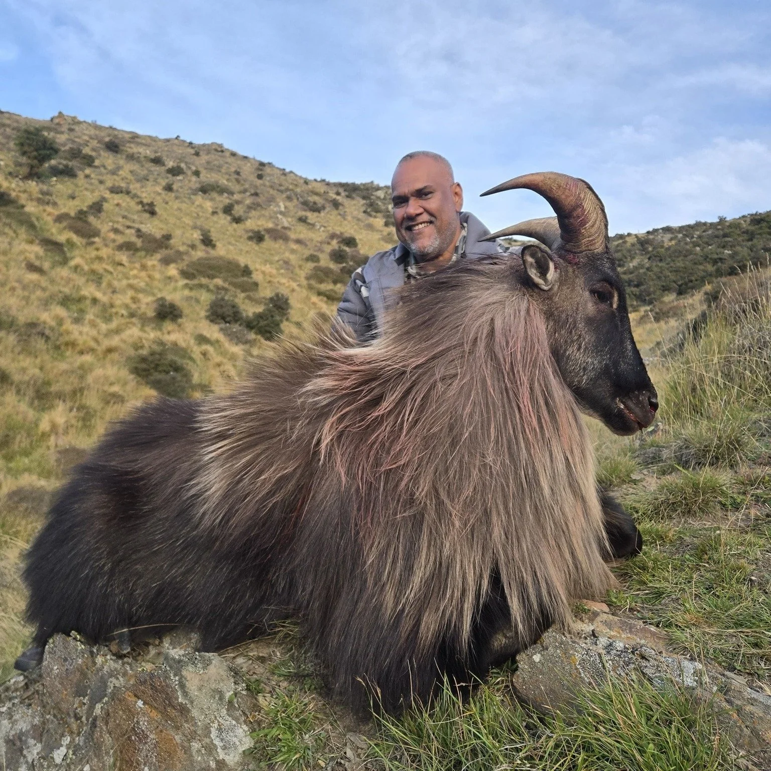 A second tahr for Akram , 1 being made into a life size mount and the other getting made into a lovely coat , well done, cant wait to see them completed . 
Hunting tahr is an incredible experience everyone should enjoy at least once. Get in touch wit