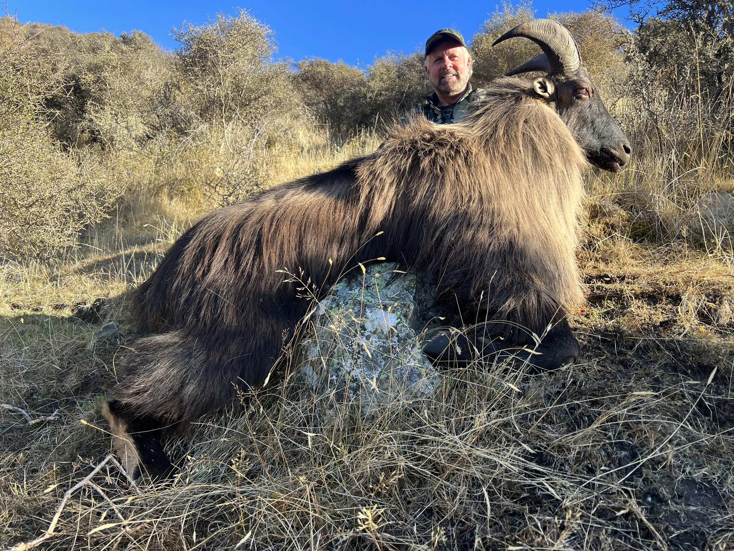 A man with a beard and cap standing behind a mountain goat with large curved horns in a grassy and bushy landscape.