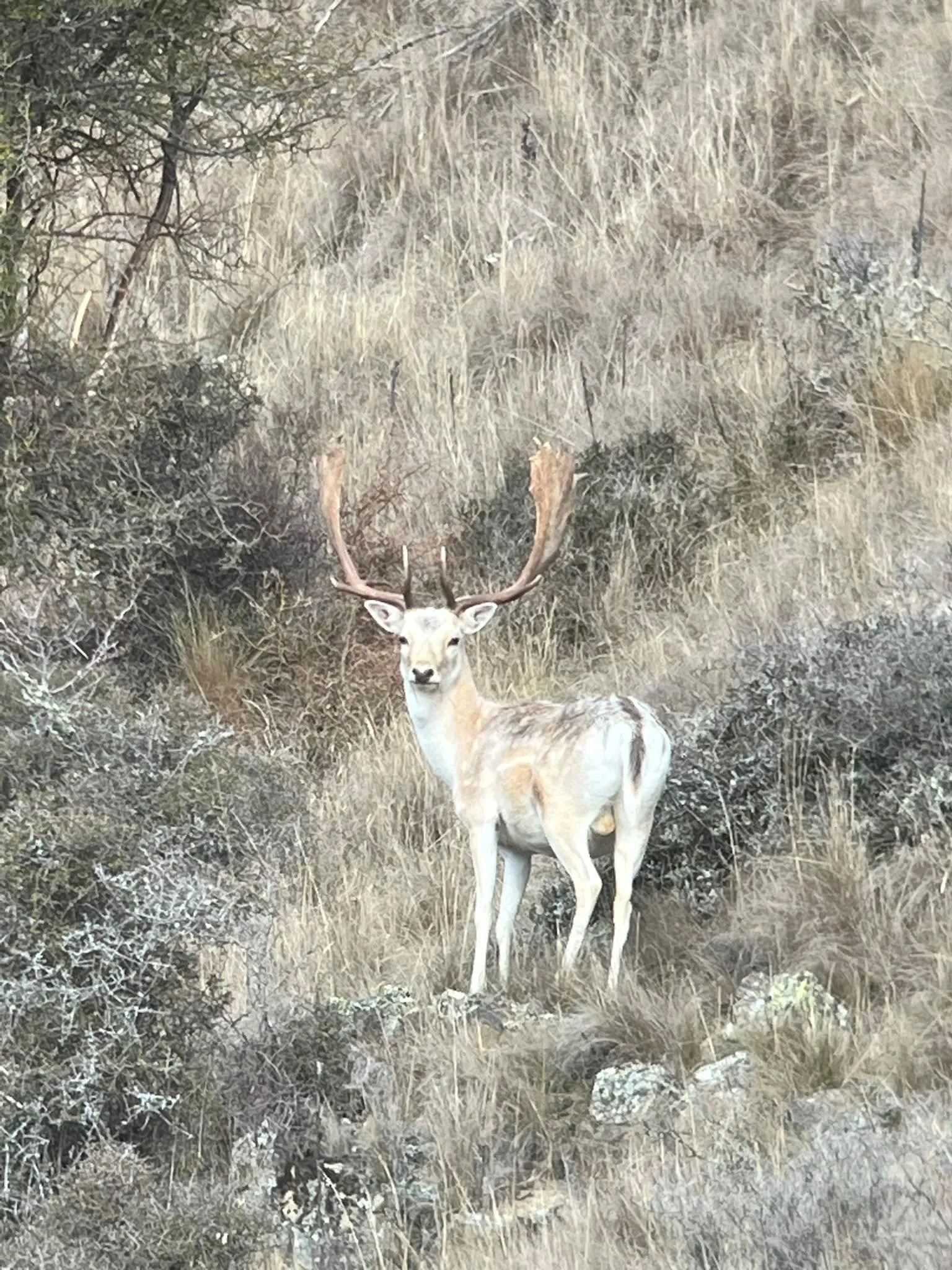 A white and brown deer with large antlers standing in a dry, grassy, and shrub-filled landscape.