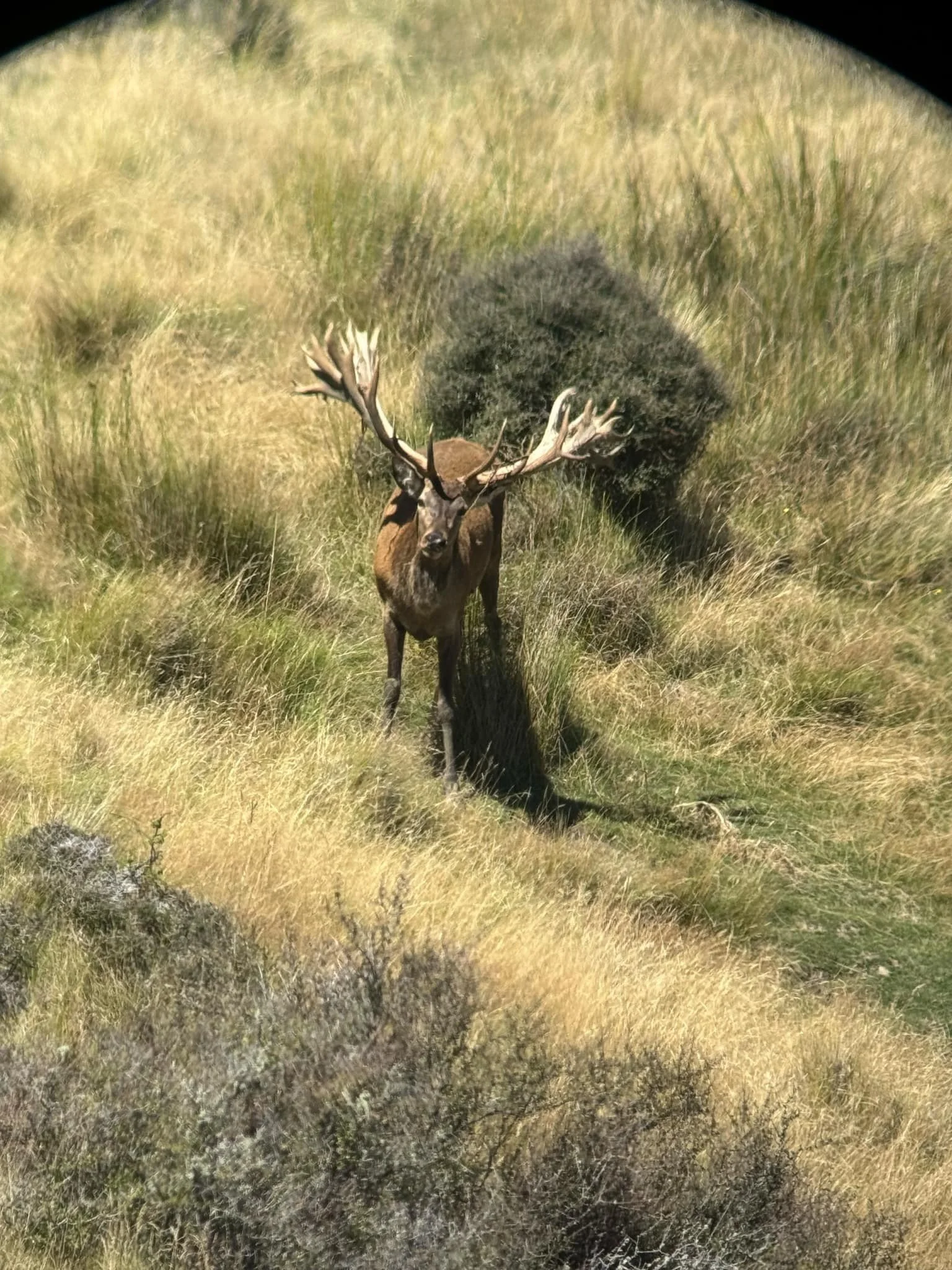 A stag with large antlers standing in tall grass with a bear in the background.