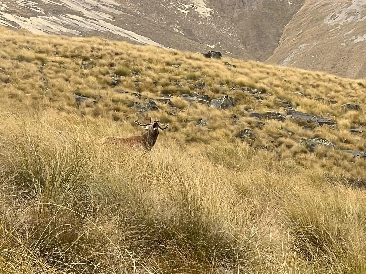 A deer standing among tall yellow grass with rocky hills and mountains in the background.