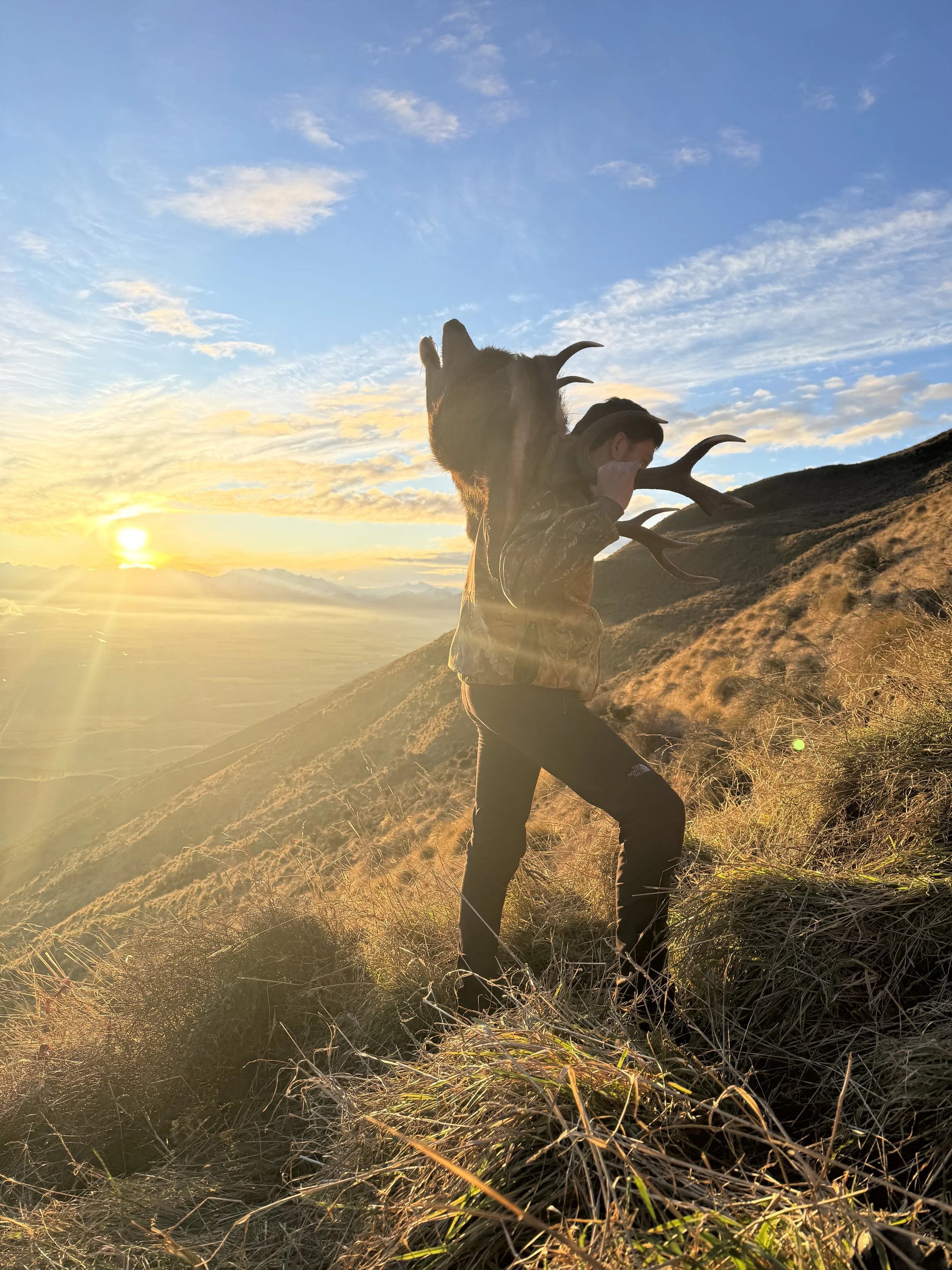 A person hiking on a grassy hillside during sunset with a goat on their shoulders.