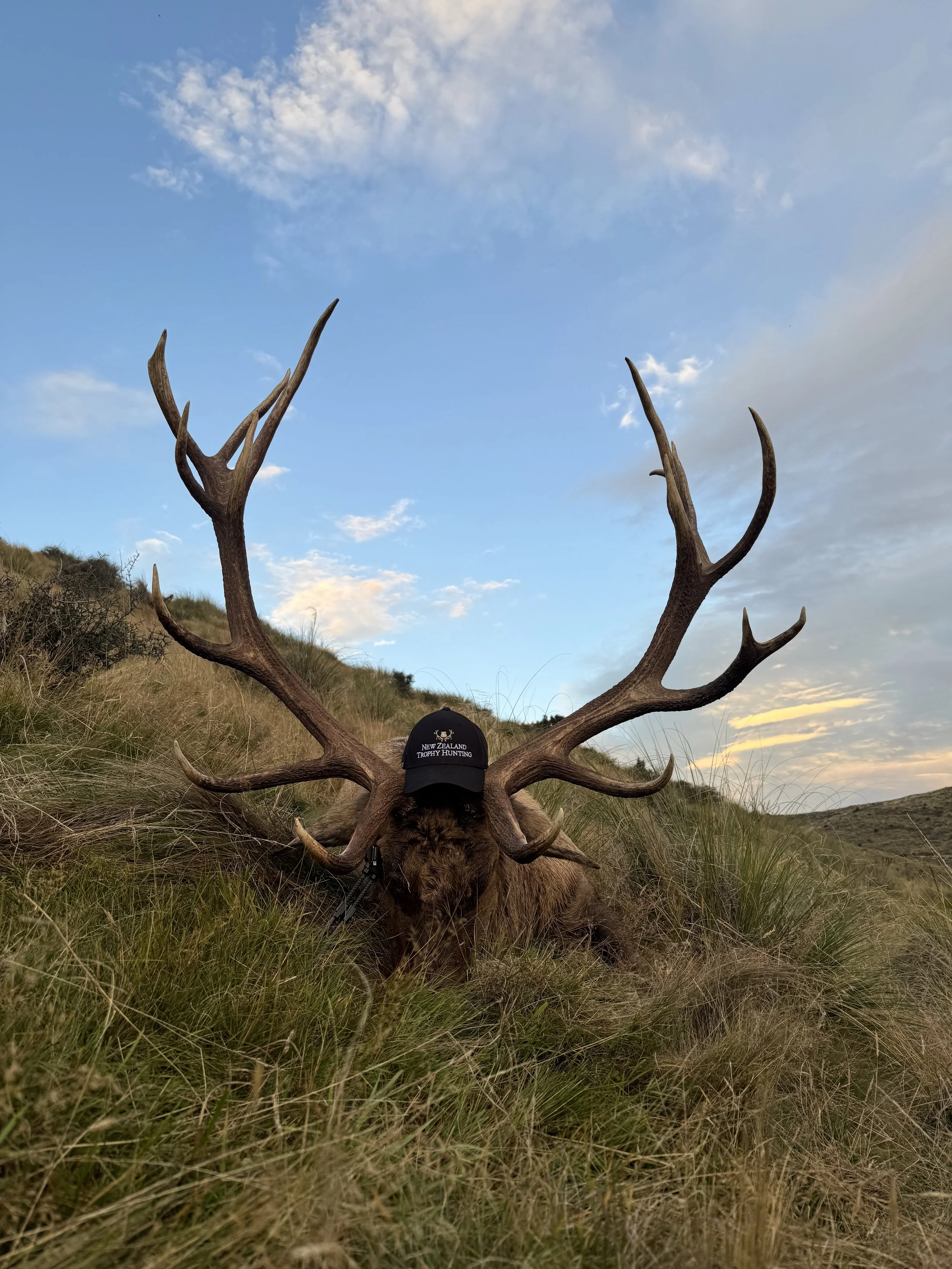 A large stag with impressive antlers lying on grassy terrain during sunset with a black cap that says 'New Zealand Trophy Hunting' placed on its head.