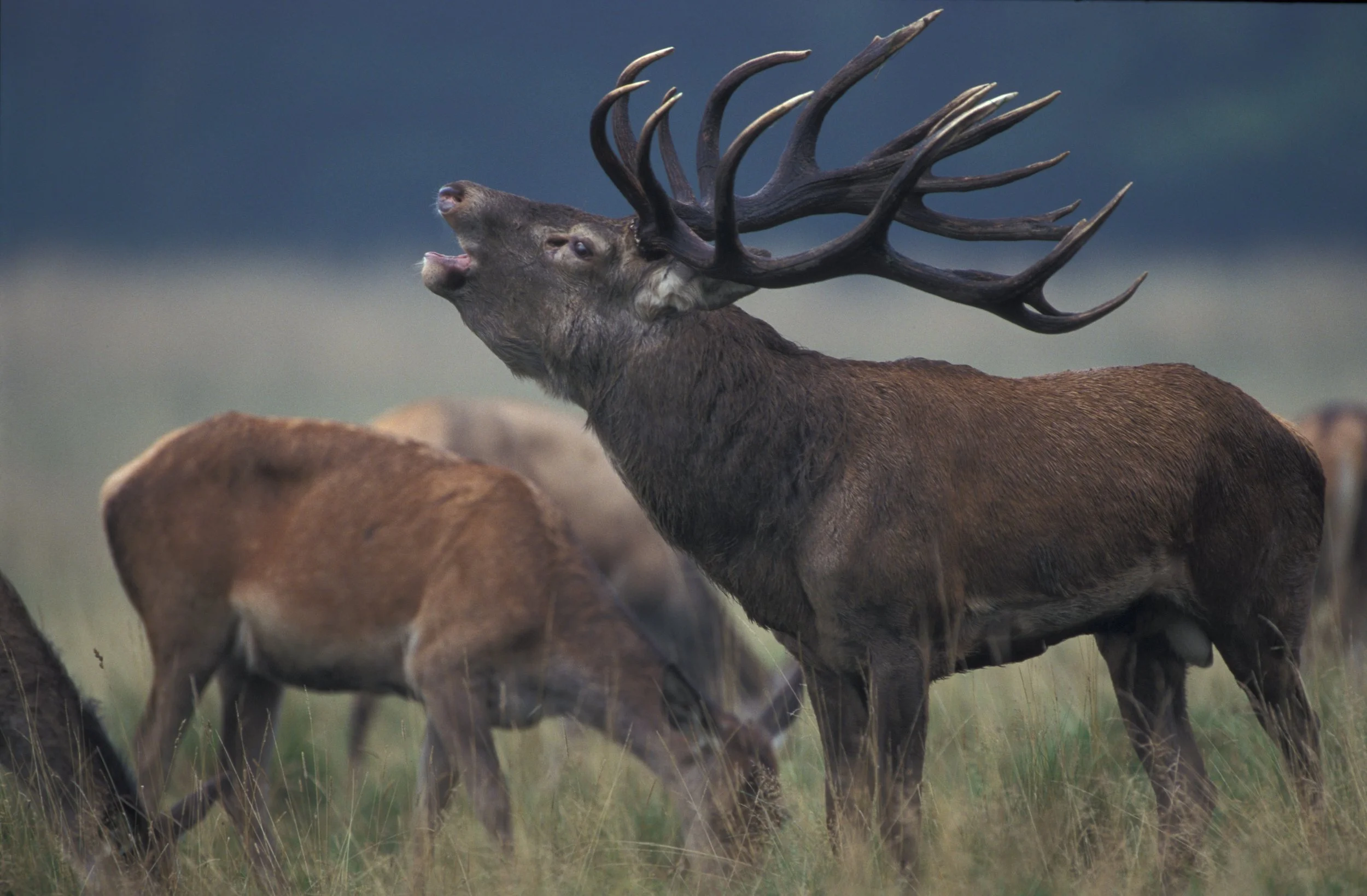 A large stag with extensive antlers calls out, surrounded by other elk grazing in a grassy field under a cloudy sky.