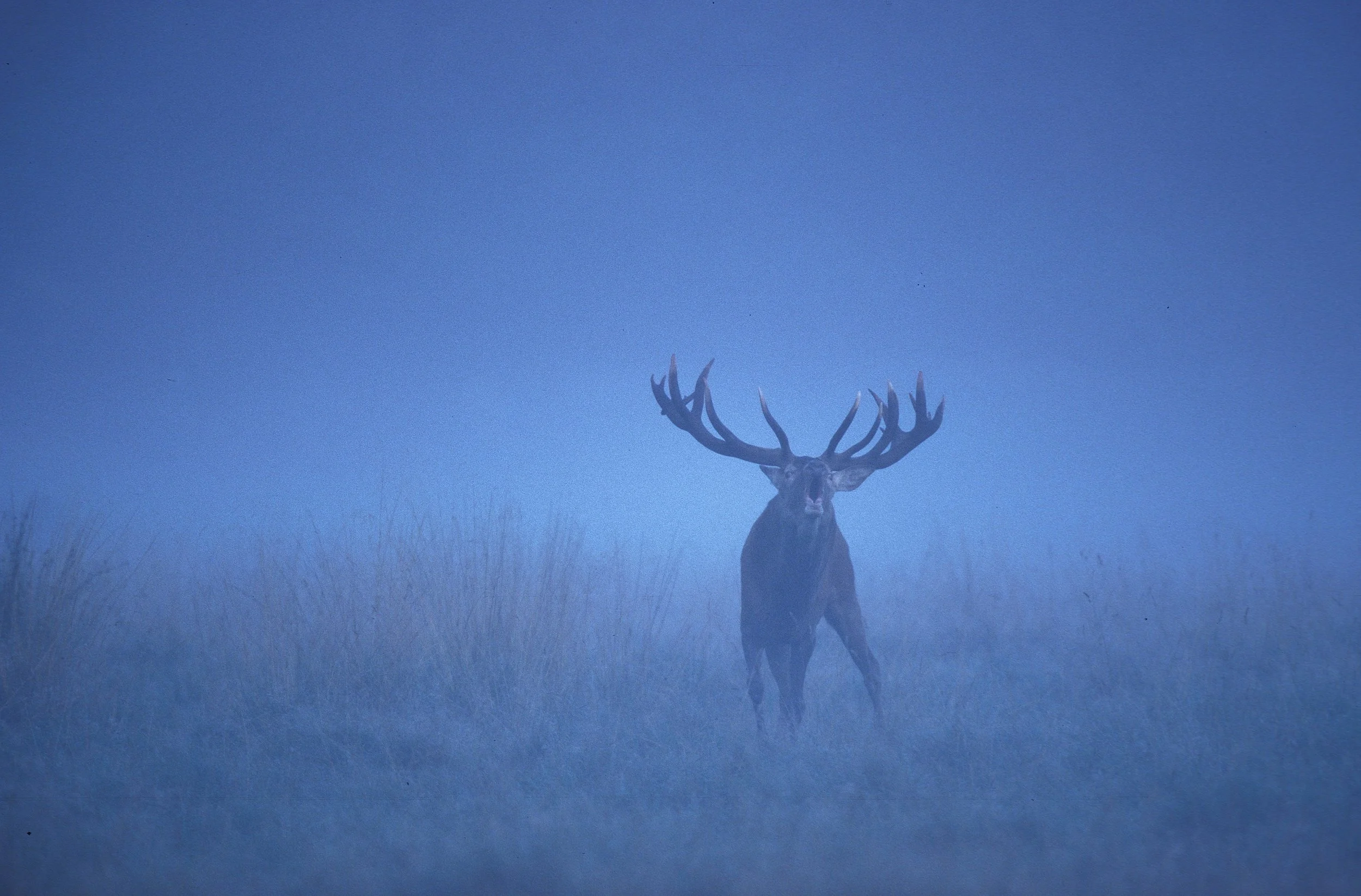 A majestic moose standing alone in a foggy landscape, with tall grasses around it and a blue, misty background.