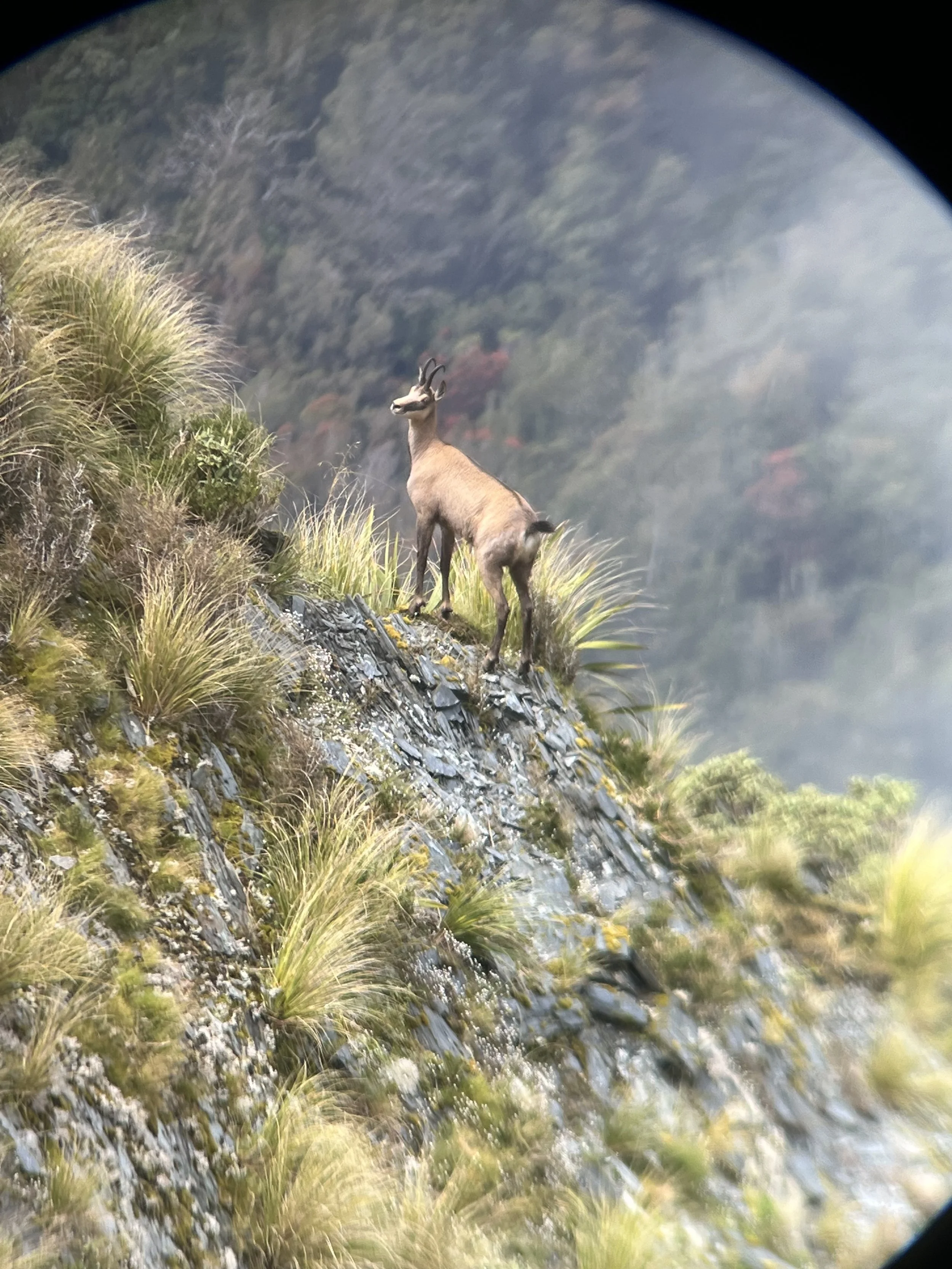 A mountain goat standing on a rocky, grassy slope overlooking a mountainous landscape.