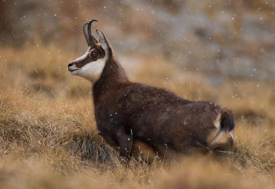 chamois.jpg