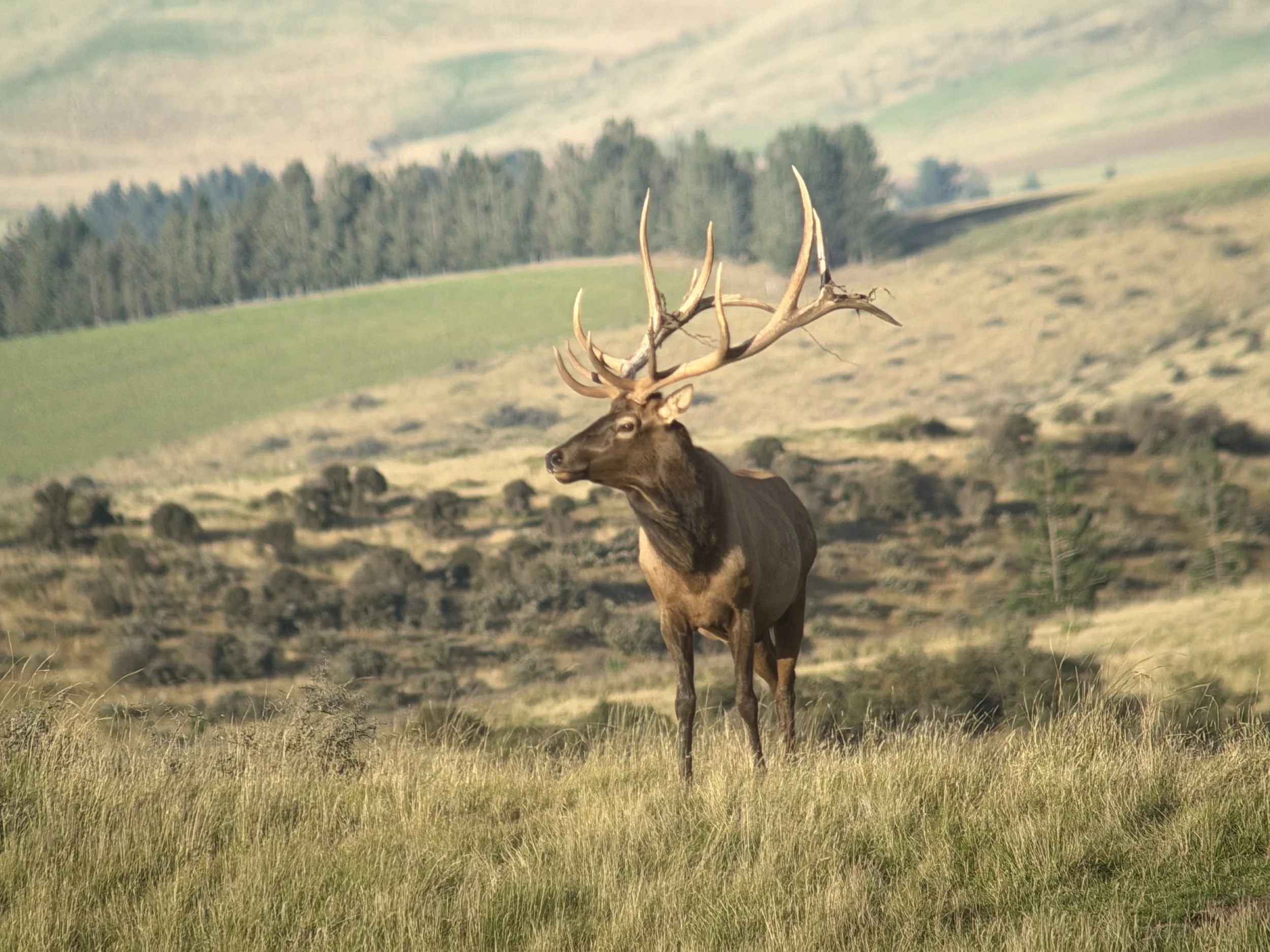 A large wapiti with prominent antlers standing in a grassy field with mountains and cloudy sky in the background.