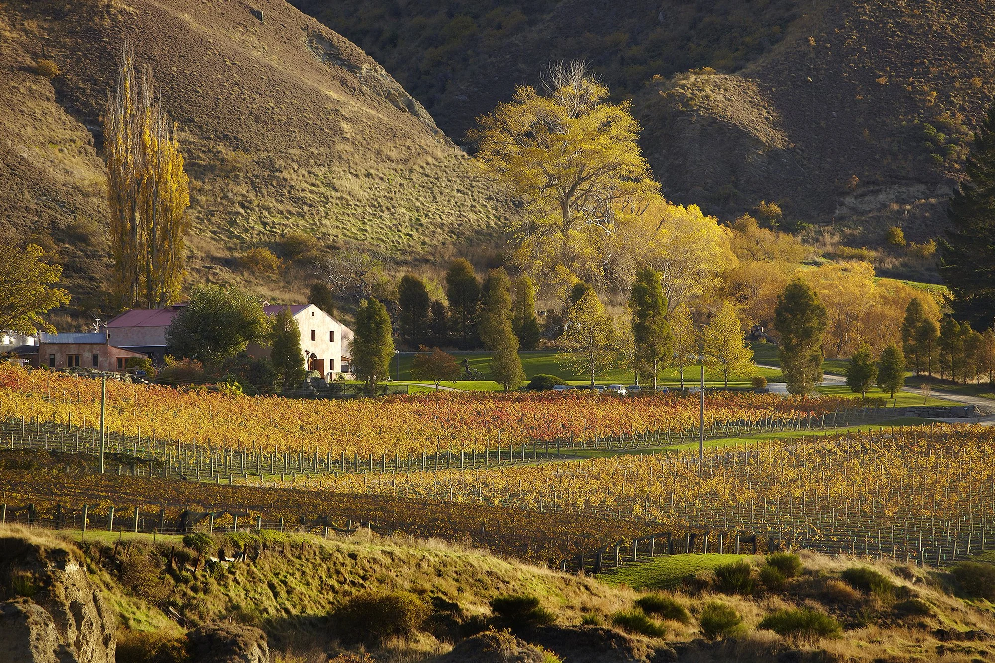 A scenic view of a vineyard with rows of grapevines, a farmhouse, and trees with fall foliage, set against a backdrop of hills.