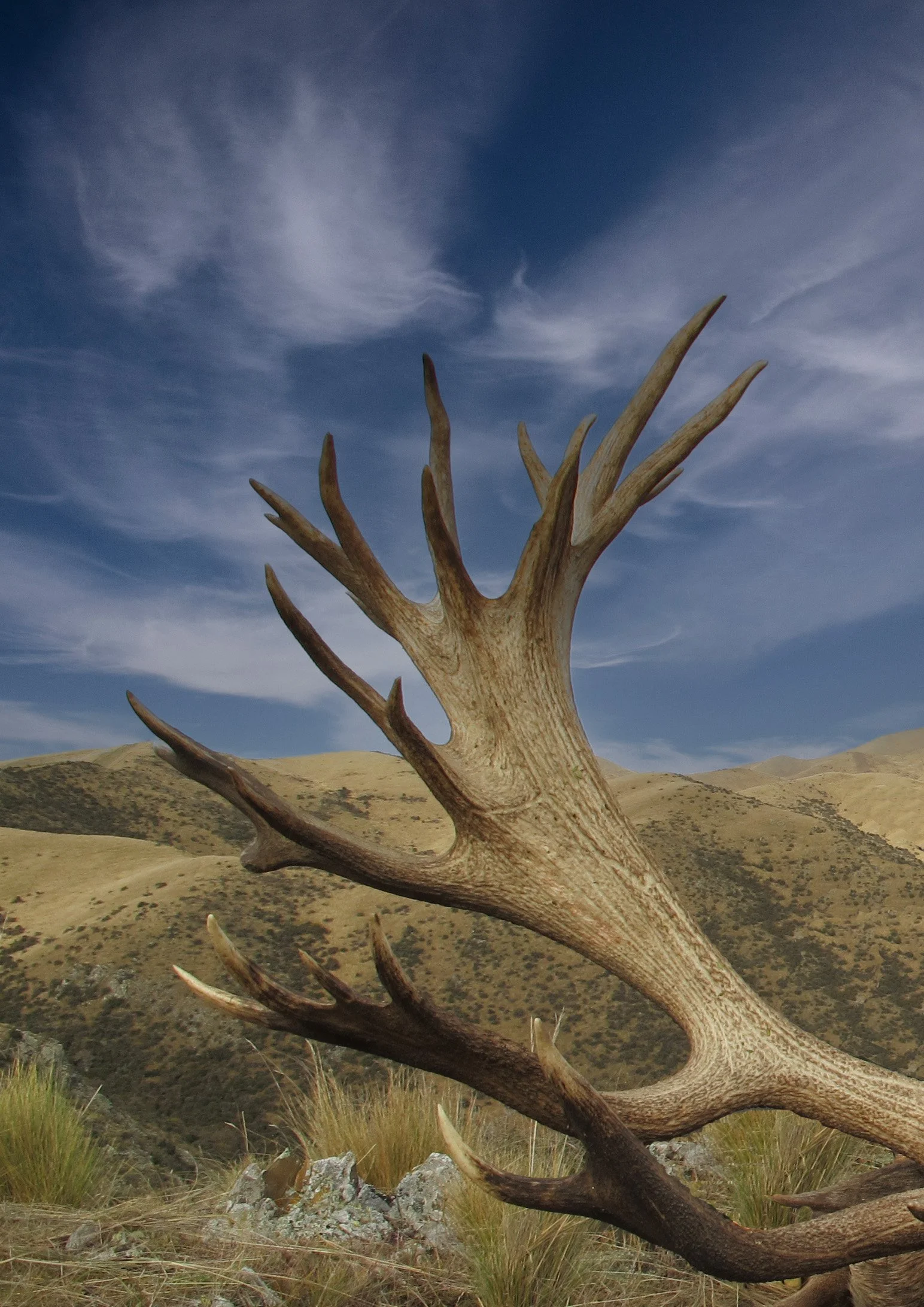 A large, weathered elk antler resting on grassy terrain with rolling hills in the background under a partly cloudy sky.