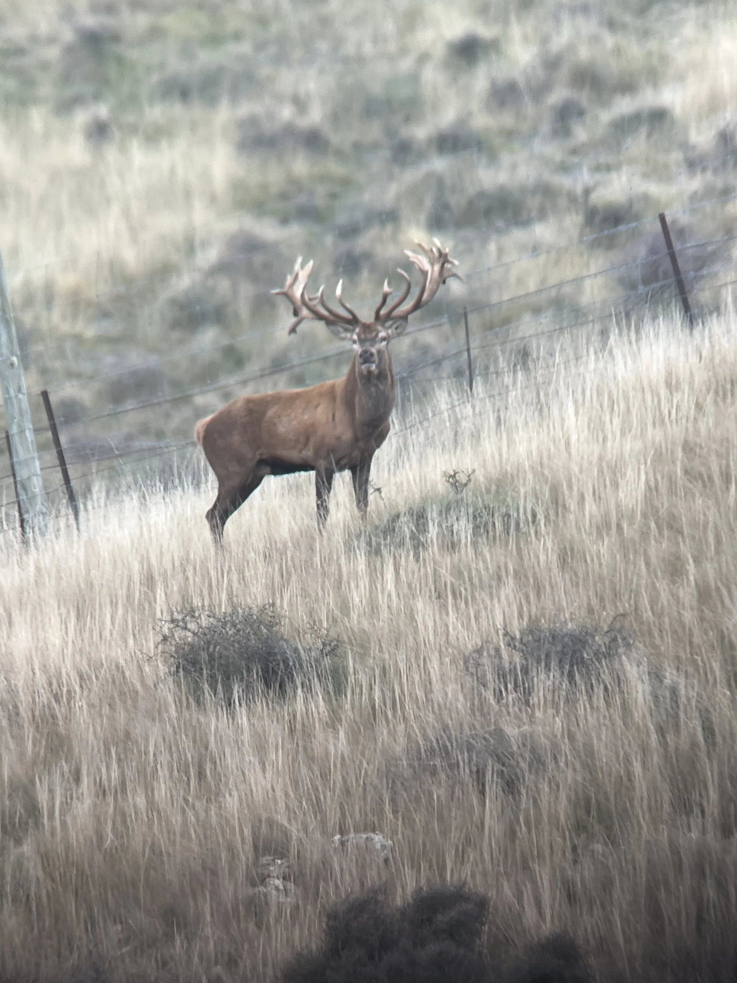 A large stag with impressive antlers standing in a grassy field near a wire fence.