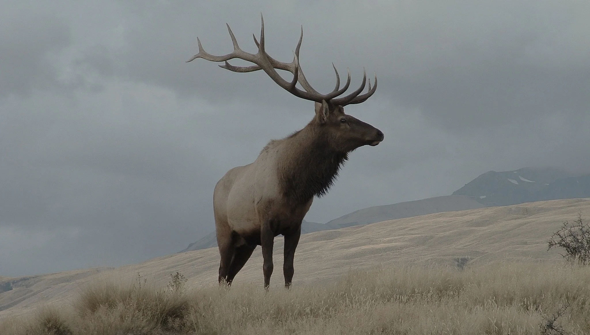 A large male wapiti with impressive antlers standing in a grassy field under cloudy skies, with rolling hills in the background.