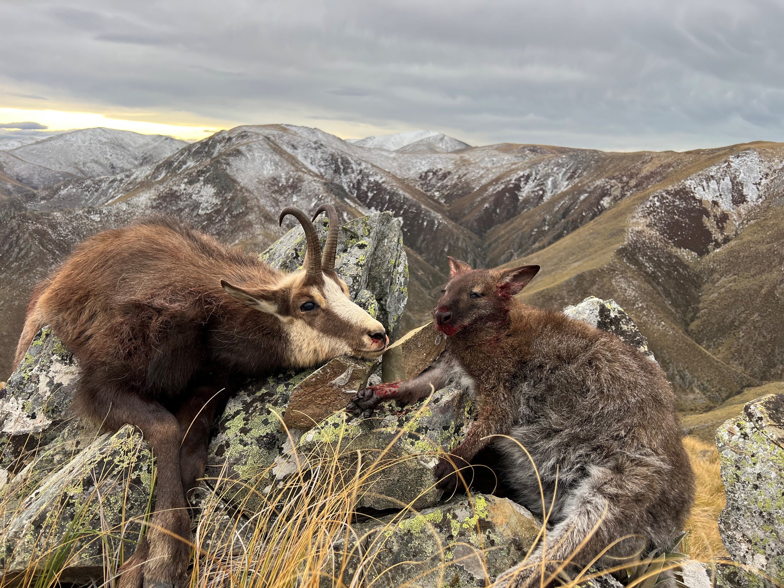 Calle chamois and wallaby.jpg