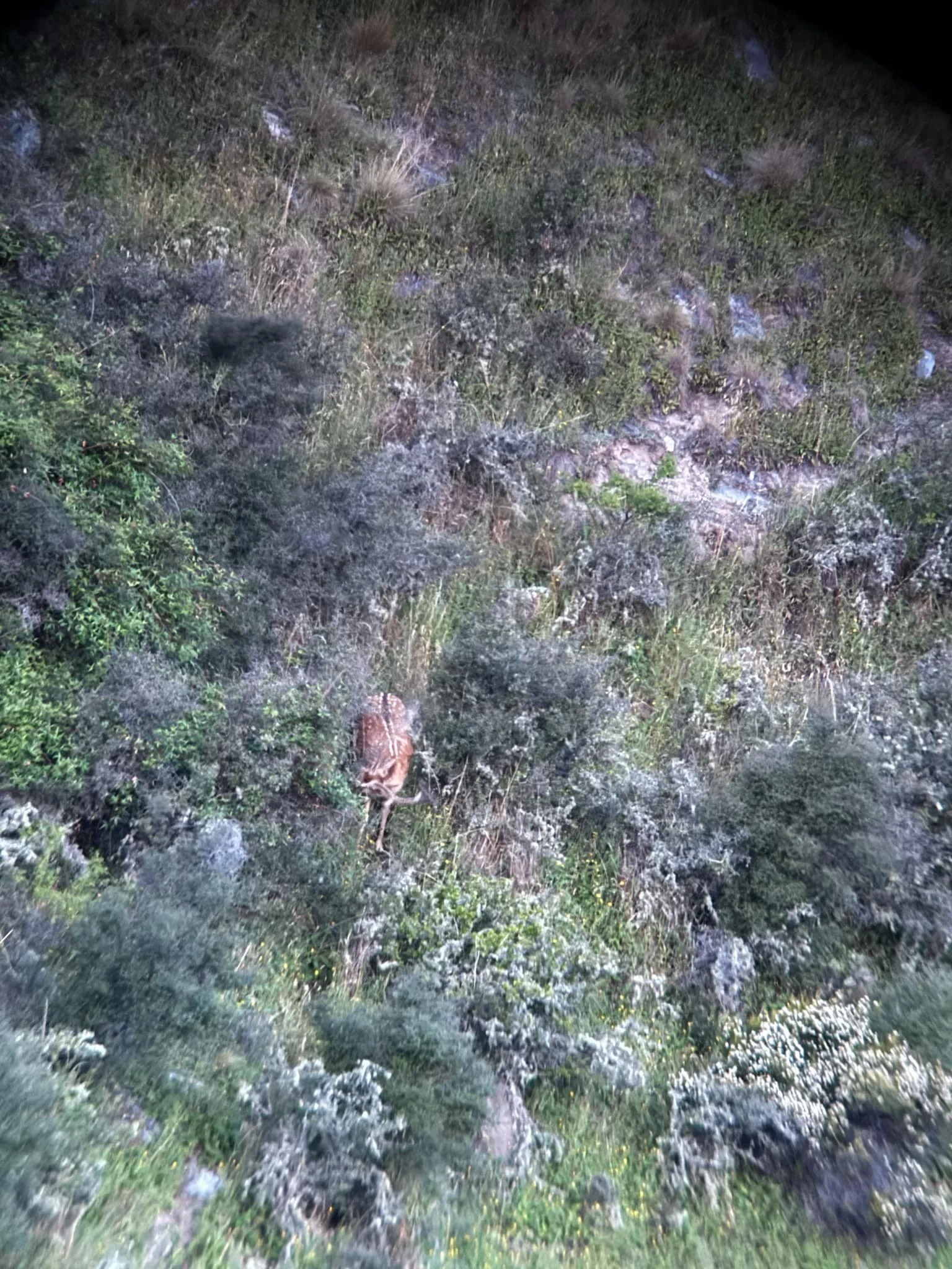 Nighttime outdoor scene with dense green and gray vegetation, and a small animal, possibly a squirrel or chipmunk, perched among the plants.