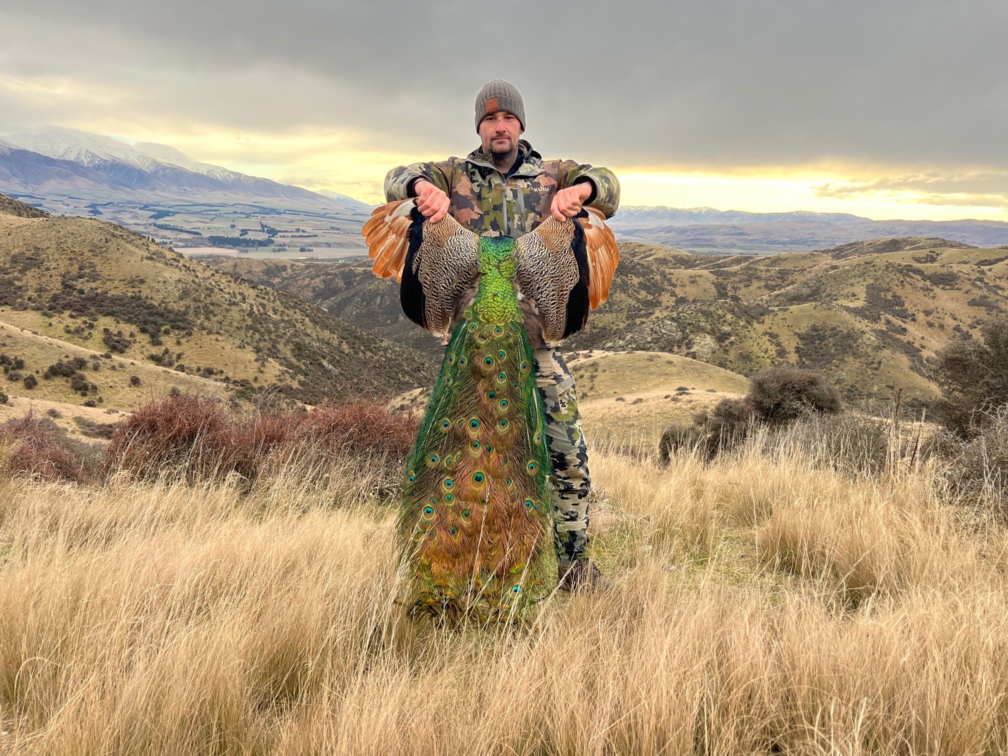 peacock.jpg