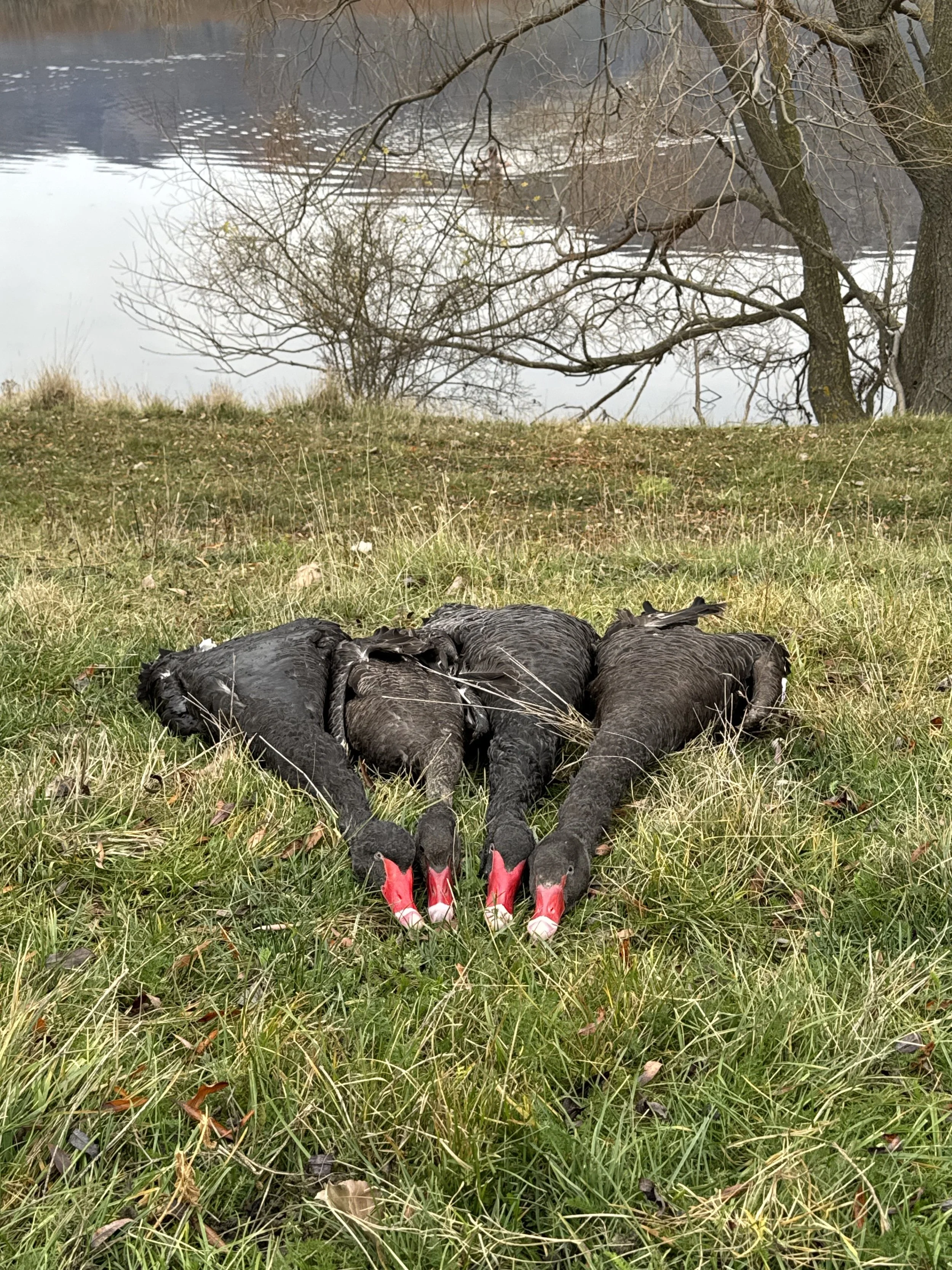 Three dead black swans lying on a grassy riverbank with a lake and leafless trees in the background.
