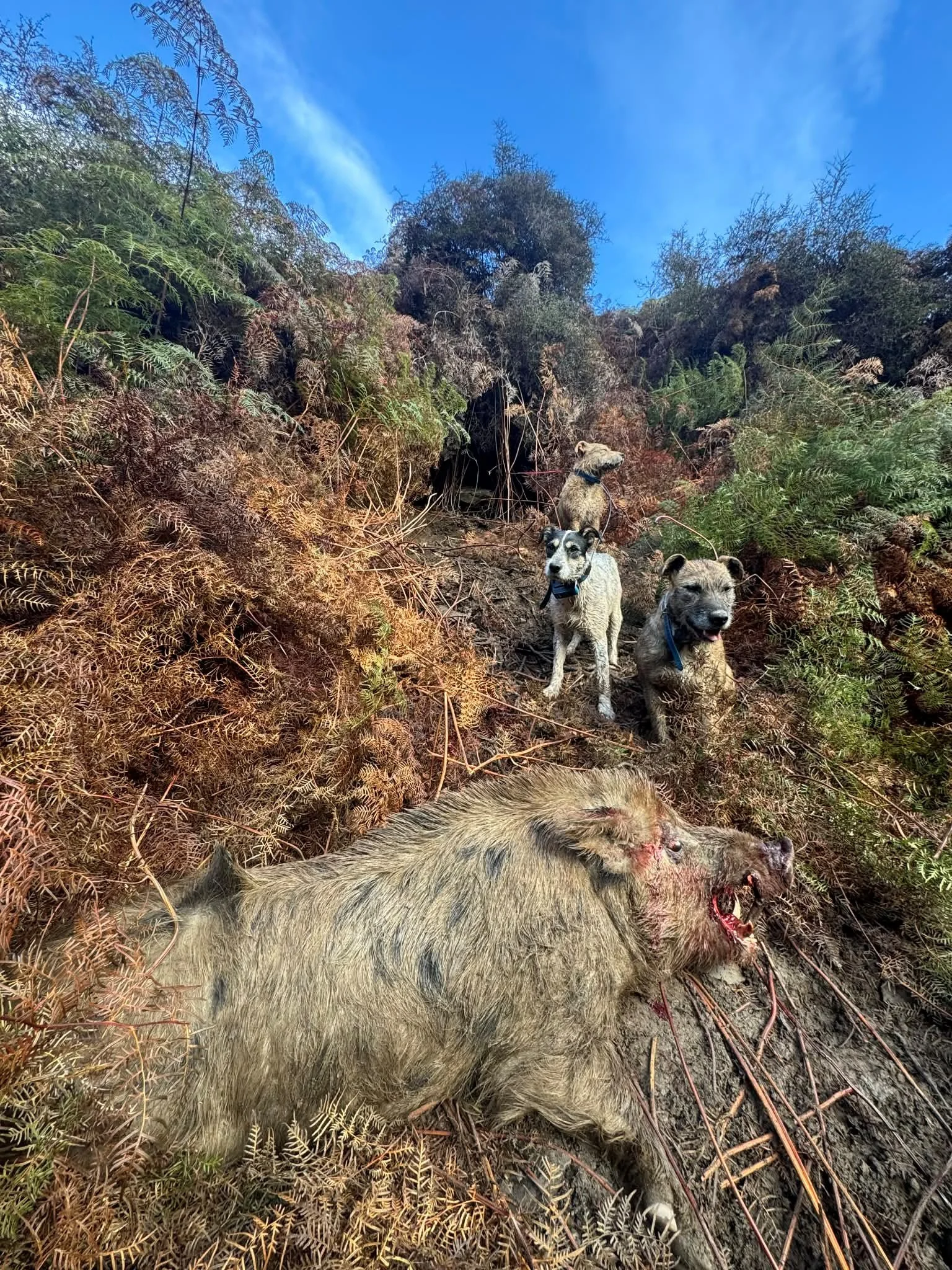 Three dogs standing on a trail in a forested area near a dead boar with blood on its face and body, surrounded by brown ferns and green bushes, with a blue sky in the background.