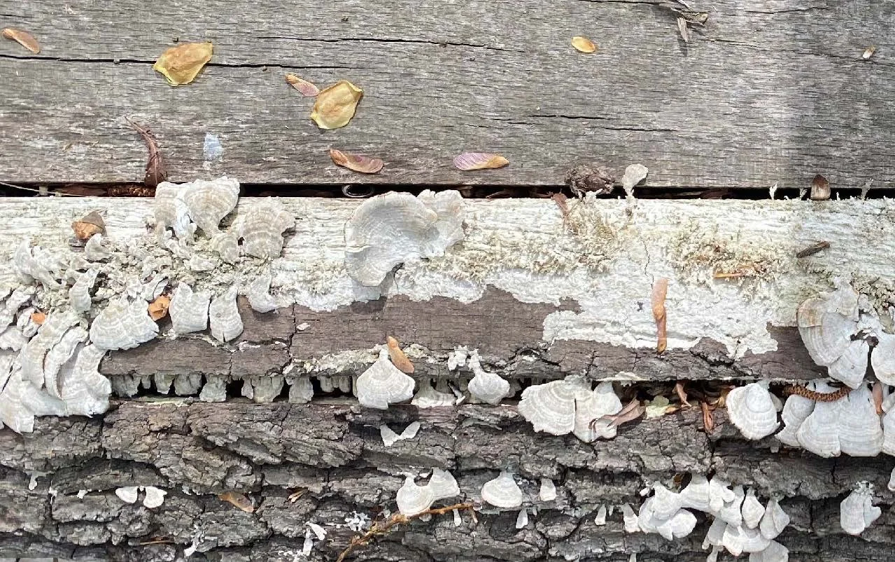 From Wood to Tree