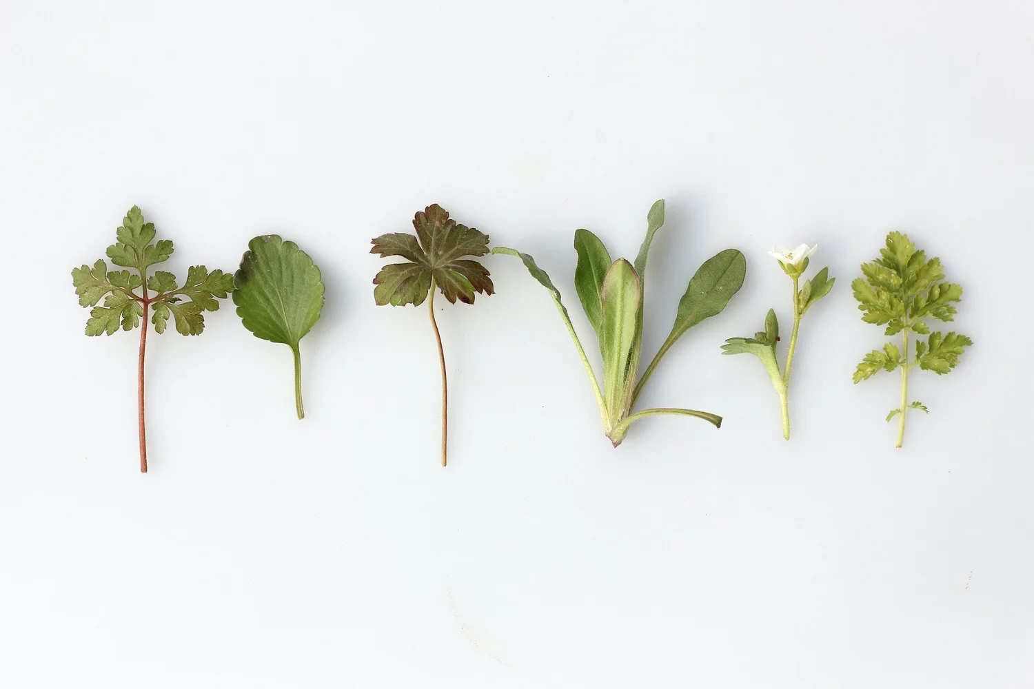 TCM Tips for Spring Wellness — Magnolia Wellness