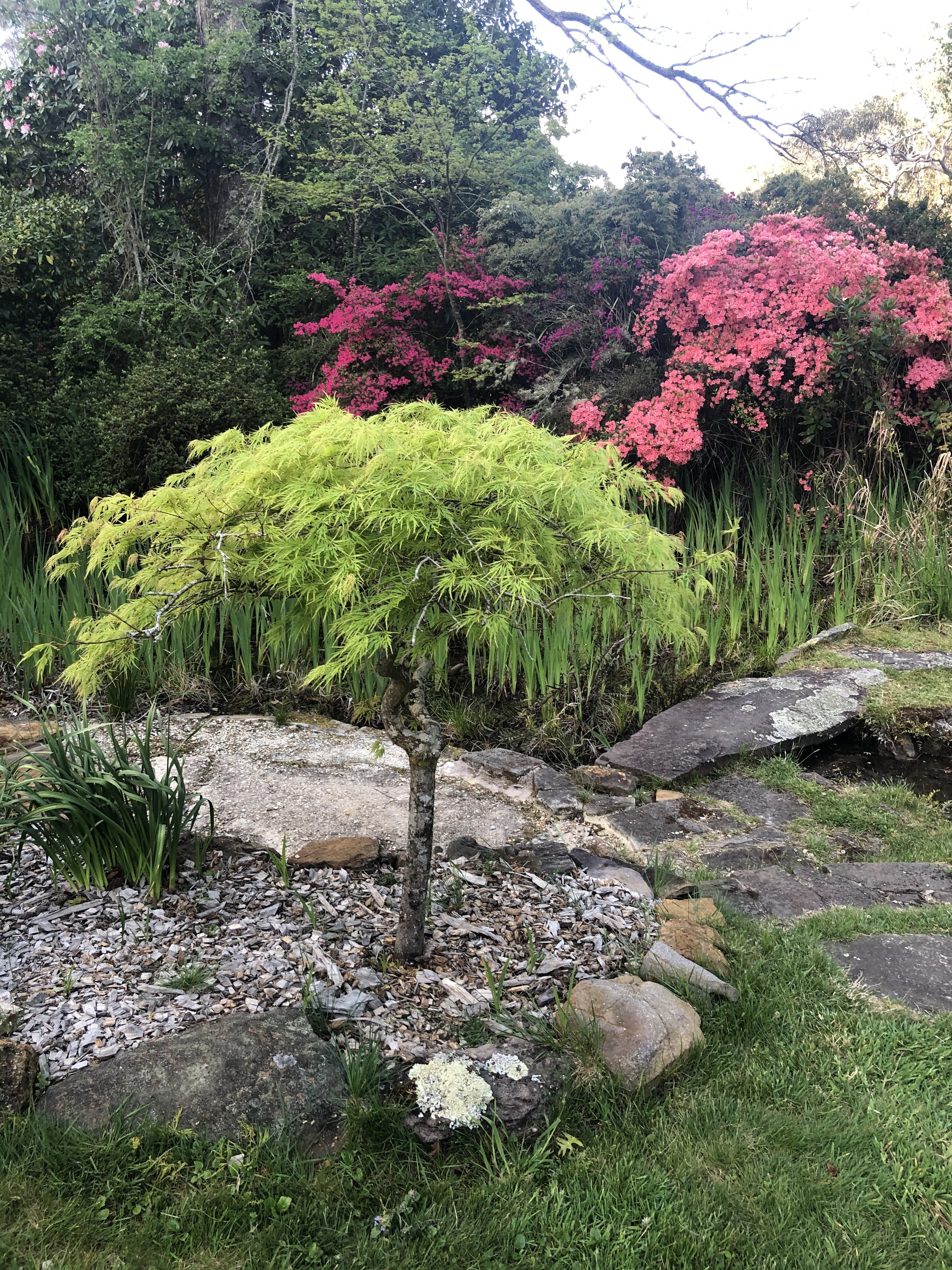 A green Japanese maple is in the fireground with dark green trees and a pink flowering bush in the background.