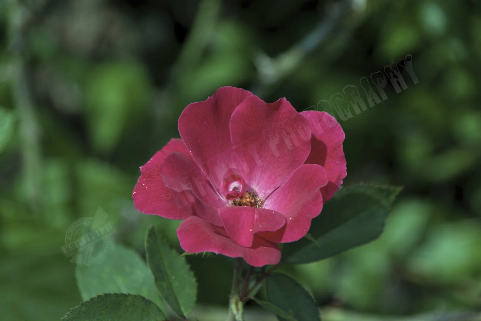 Stock Red Flower Watermarked.jpg