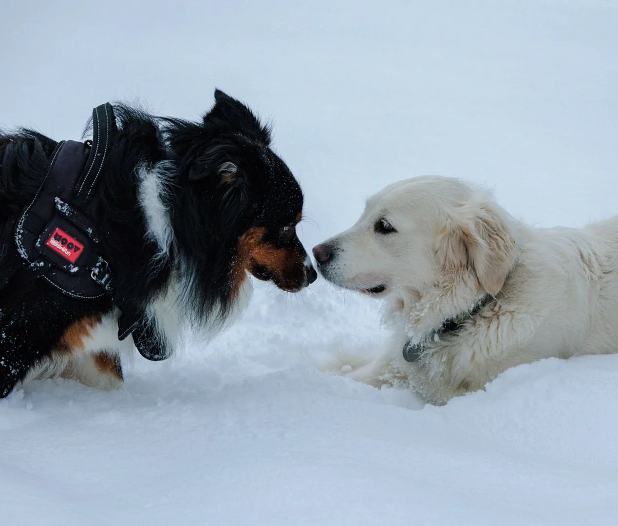 1c5eb46a-0416-4275-8dea-66fdb68eb00b.jpeg