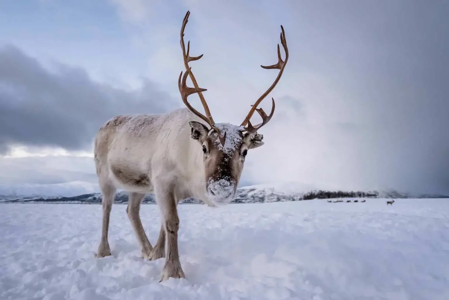 Portrait-of-a-reindeer-1536x1025.webp