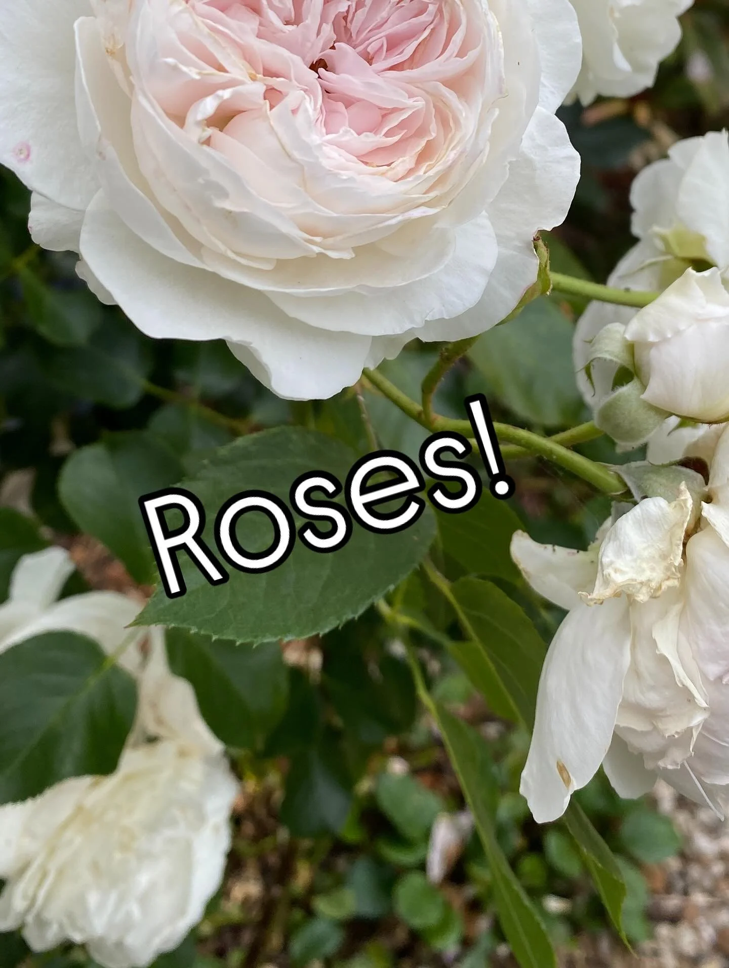Shall we let the photos speak?

#austinroses #woollertonoldhallrose #earthangelrose #claireaustinrose #nzsummer #nzroses #nzgardener #lovegarden #nzgardens #nzgardendesign