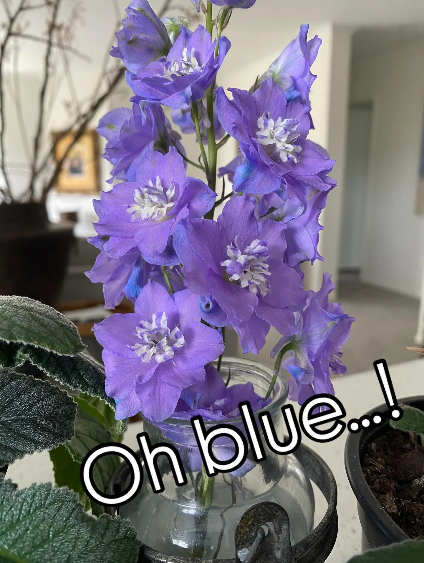 There&rsquo;s no end to the blues in my garden!
#nzgarden #bayofplentygarden #blueflowers #soringflowers #flowers #nzspringtime #taurangaartist #taurangagarden #blue