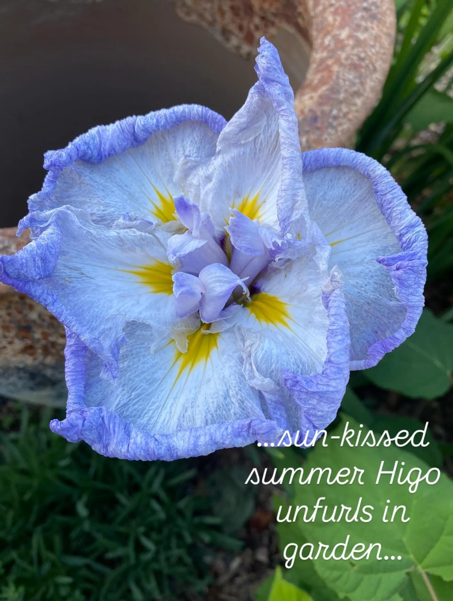 More blues! Can&rsquo;t get enough! The delicate veining and variety of colours in Higo (or ensata) irises are an artists dream.
Perhaps not a florists as they only last a few days. 
However their redeeming feature is to have buds waiting behind the 