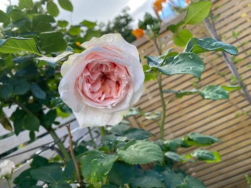 Early summer has swept through my garden with a joyful explosion.

Everything seems to be growing at once &mdash; climbing, tumbling, stretching &mdash; as if the whole courtyard has decided to celebrate the season together. After last year&rsquo;s s
