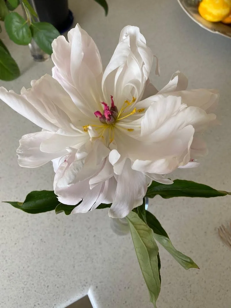 Peonies always hold a special place in my heart. Each summer I plan to paint the flowers I grow &mdash; especially roses and peonies &mdash; but they don&rsquo;t always cooperate (and neither does my schedule, but that is a separate issue!). 

This y