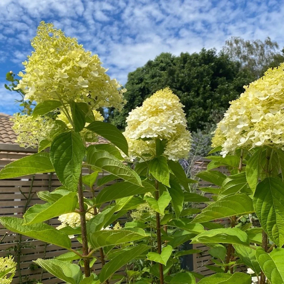 With Valentine&rsquo;s Day just around the corner, I&rsquo;m confessing to one of my longest love affairs &mdash; hydrangeas.

This summer they&rsquo;ve taken over my (downsized!) garden and followed me back into the studio. Honestly&hellip; I&rsquo;