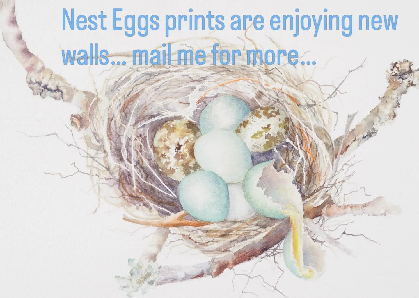 Sets or individual prints available late May. Email me for more info.
Free post in New Zealand.
#nestart #nests #birdnests #prints #watercolourart