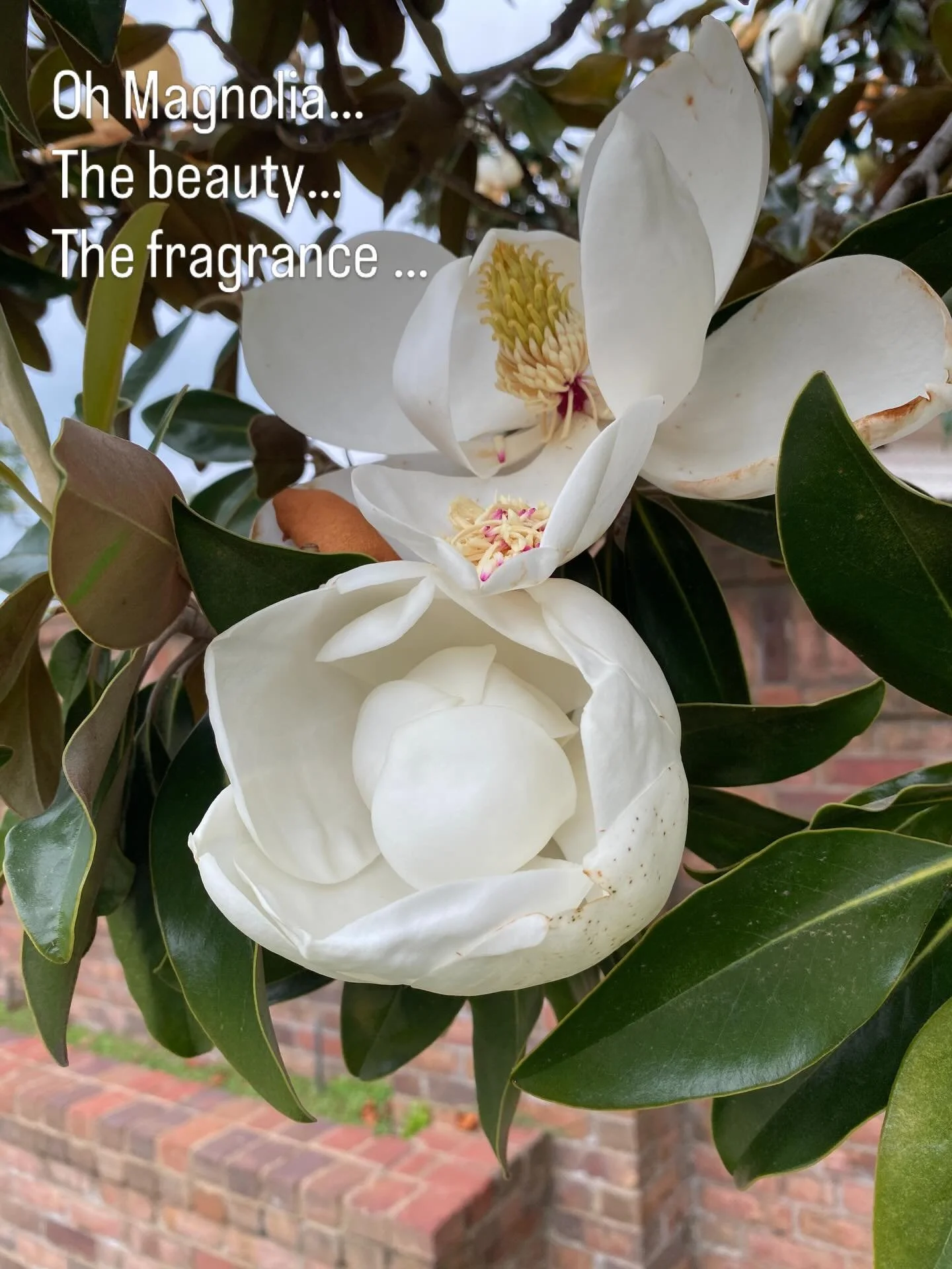 The magnolias in Texas are in full bloom now and the fragrance is extraordinary!
Engage your imagination Magnolia-lovers as you scroll over these images.
Particularly when you have a whole row of mature trees
I could not resist showing you these.

#m