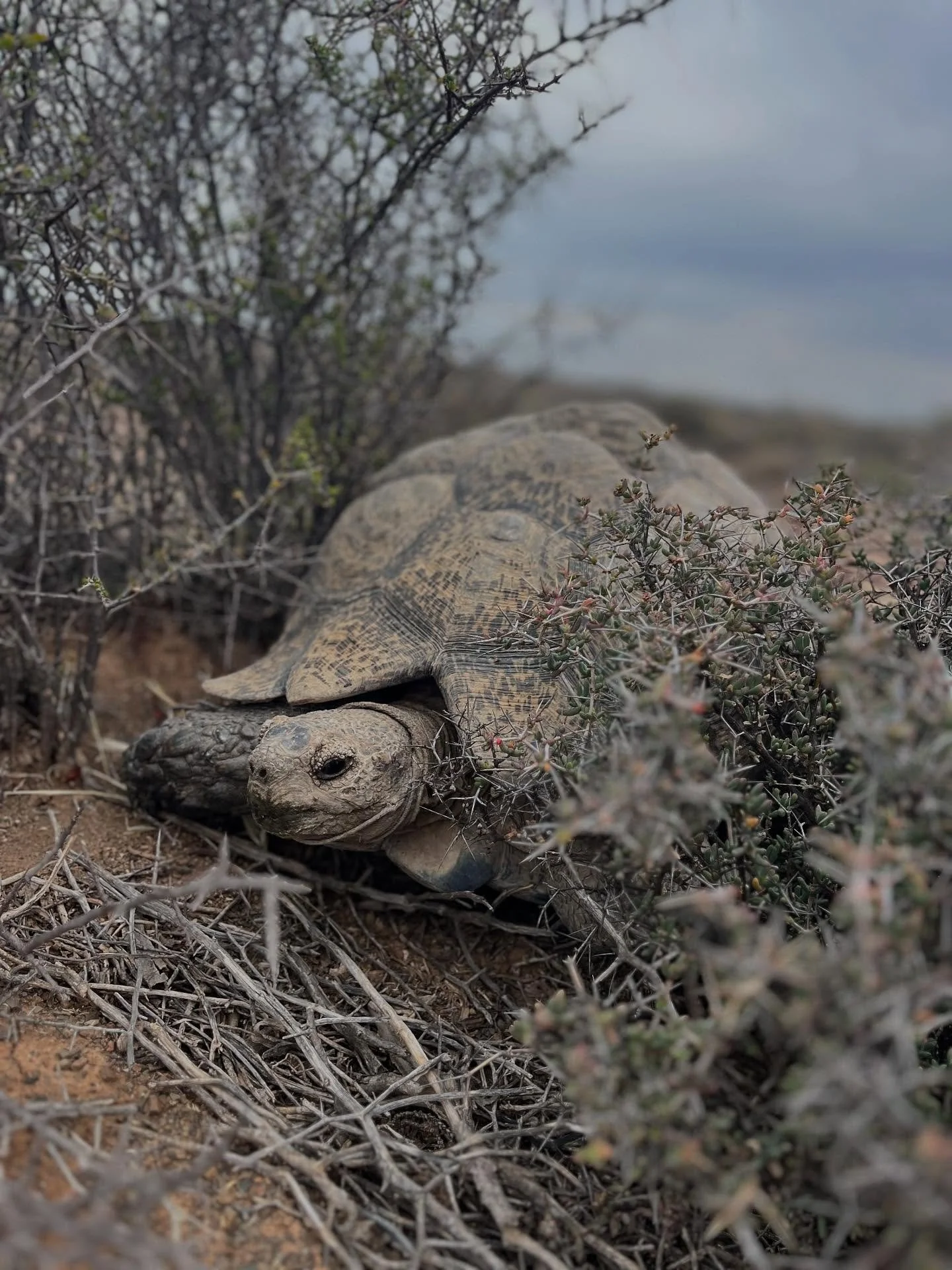 𝗧𝗿𝗮𝘃𝗲𝗹 𝗸𝗲𝗲𝗽𝘀 𝗿𝗲𝗺𝗶𝗻𝗱𝗶𝗻𝗴 𝗺𝗲 𝗼𝗳 𝘄𝗵𝗮𝘁 𝗜 𝗮𝗹𝗿𝗲𝗮𝗱𝘆 𝗹𝗲𝗮𝗿𝗻𝗲𝗱 𝘁𝗵𝗿𝗼𝘂𝗴𝗵 𝗹𝗼𝘀𝘀: you can sketch out a plan to rebuild your life, while secretly yearning back to the one you had. But along the way, you come to ac