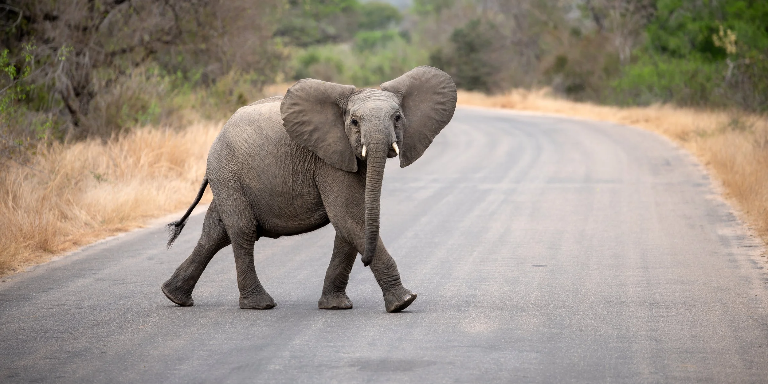 SeoloAfrica-RhinoPostSafariLodge-Kruger-Wildlife(139).jpg