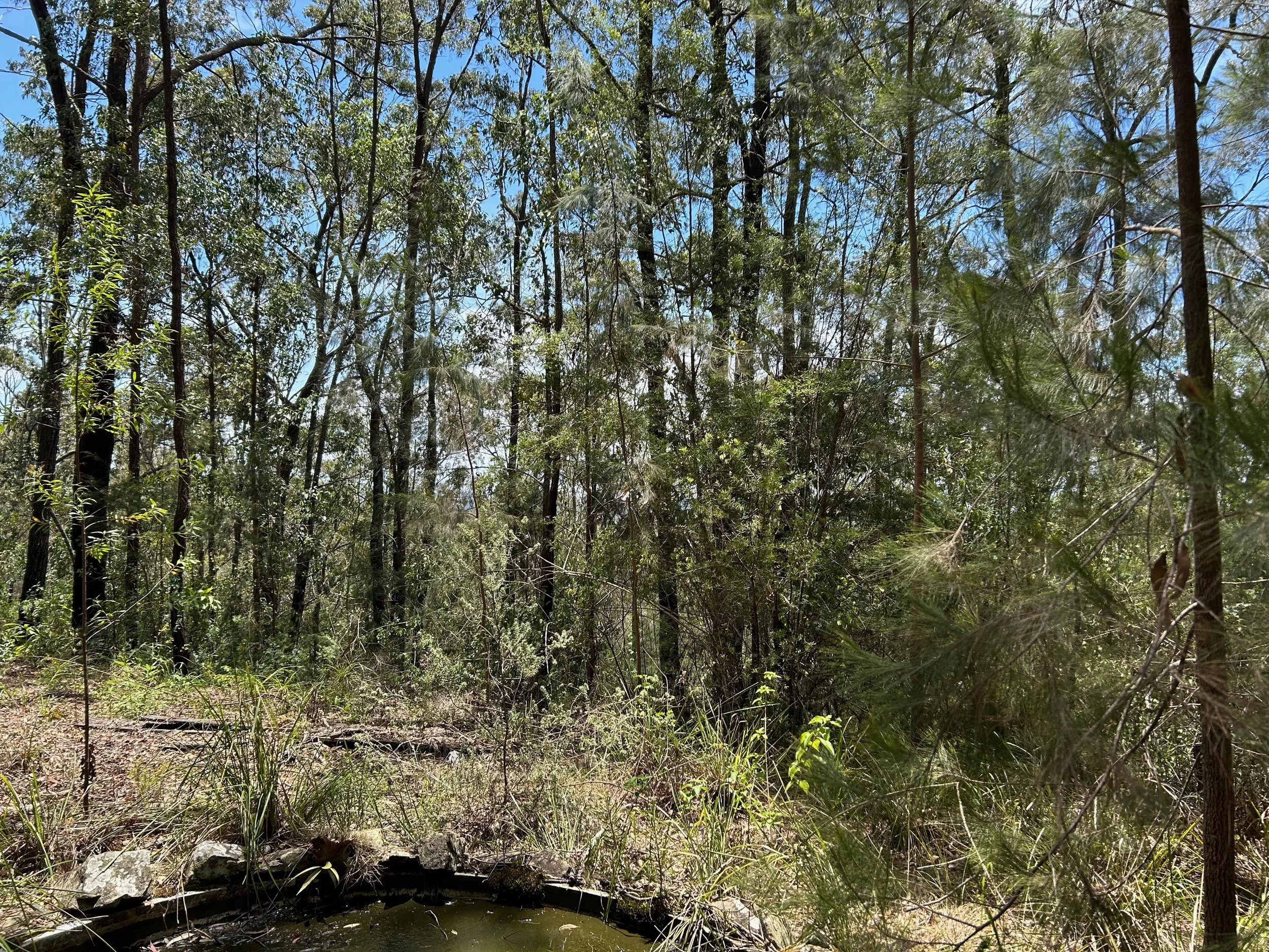 and more tall trees please