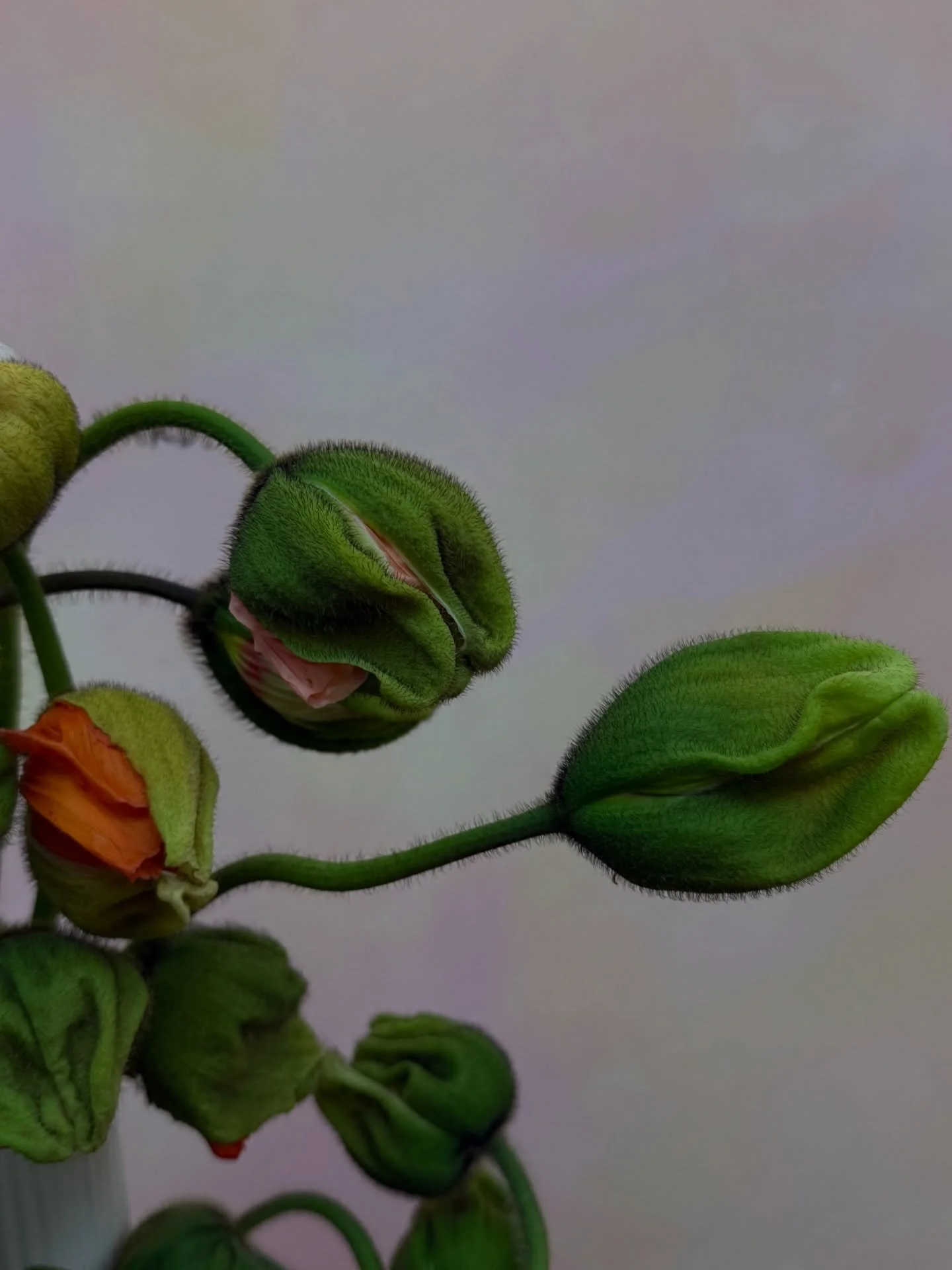 soft poppies
hard anthuriums ☁️✨

artwork @vigdis____